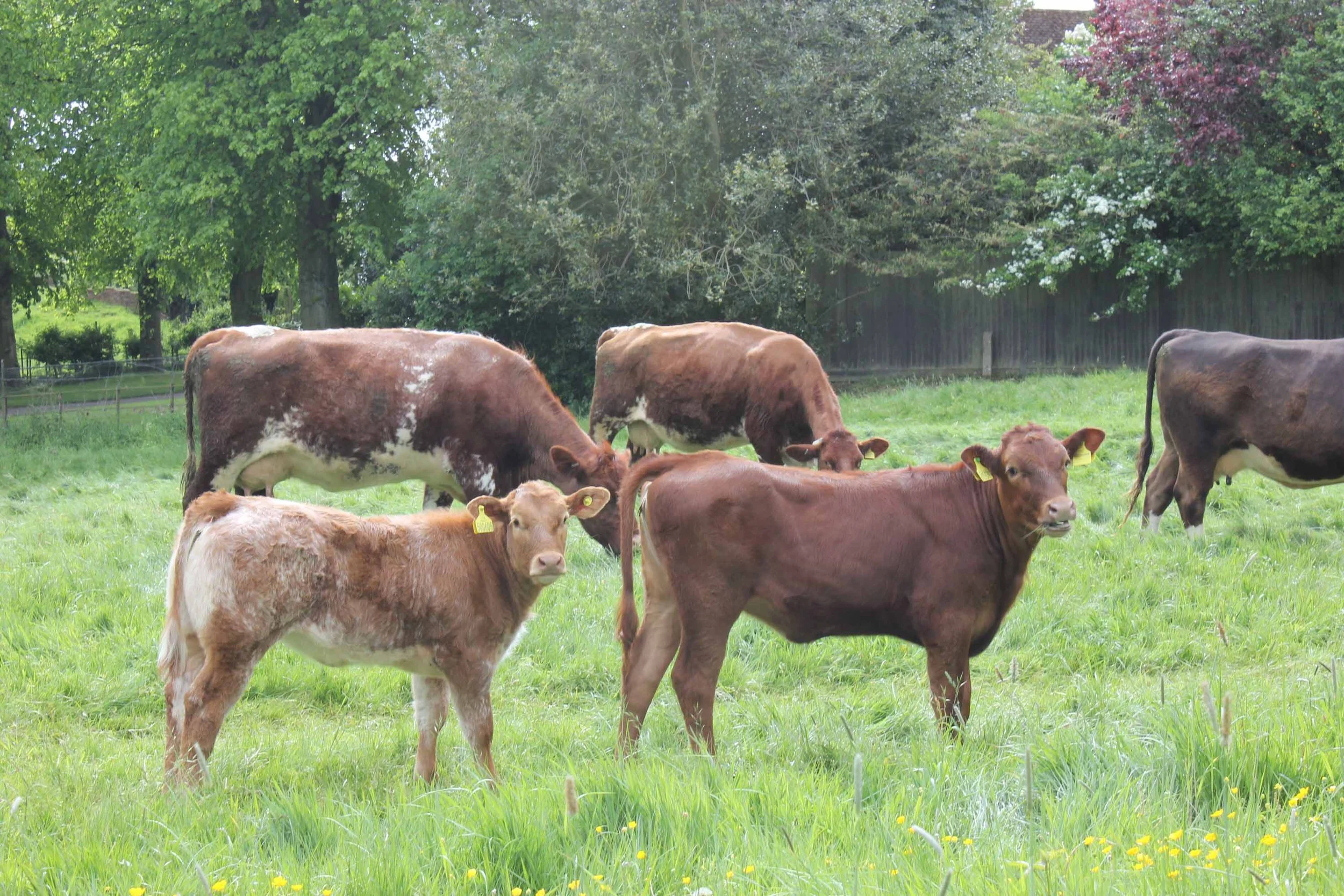 Cows grazing on a lush green field with trees and a wooden fence in the background.