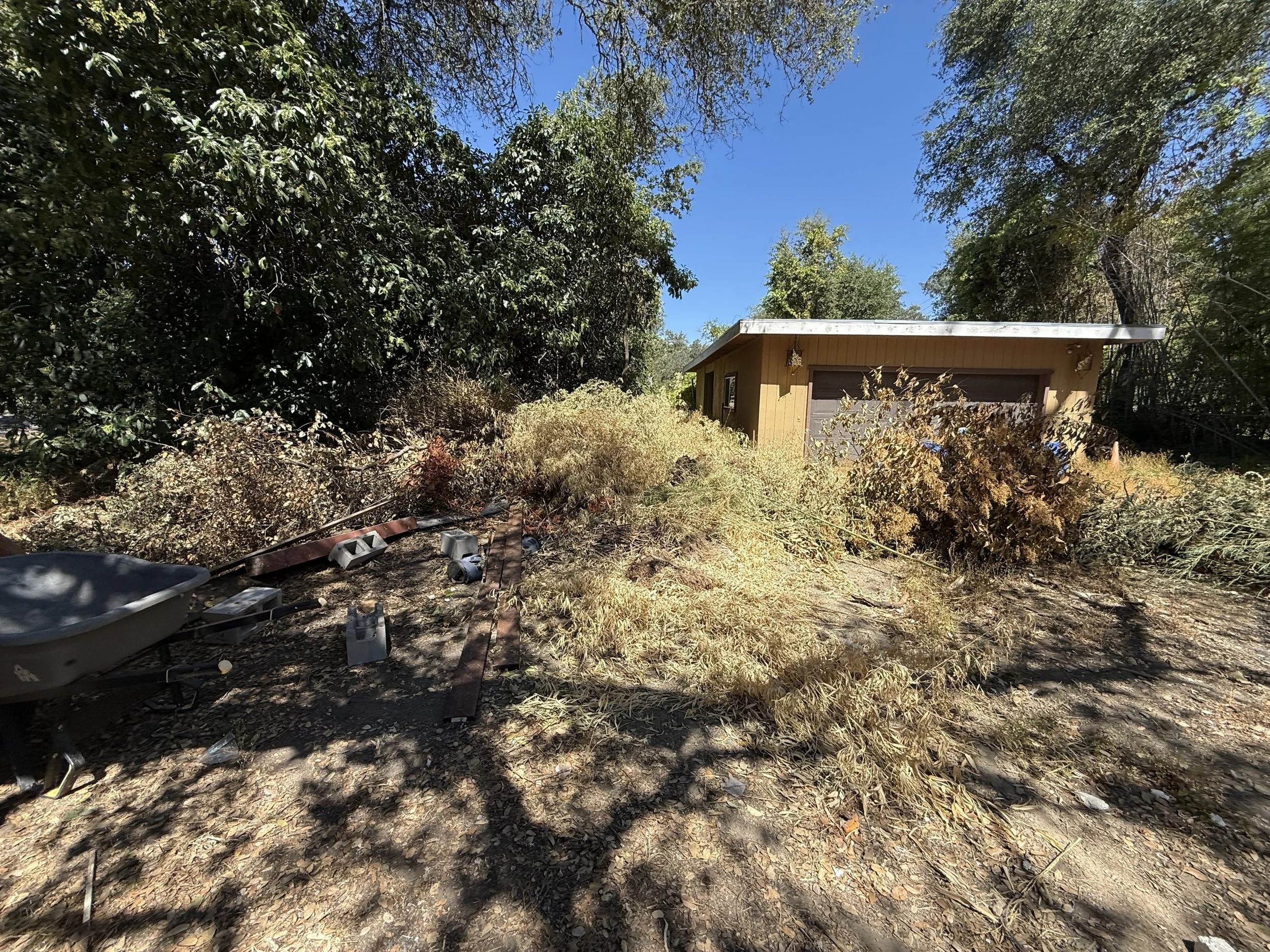 A scene of a yard or outdoor area with many trees and bushes, some fallen leaves and debris on the ground, and a small wooden shed with a sloped roof in the background. There is also a bathtub and some scattered objects in the foreground.