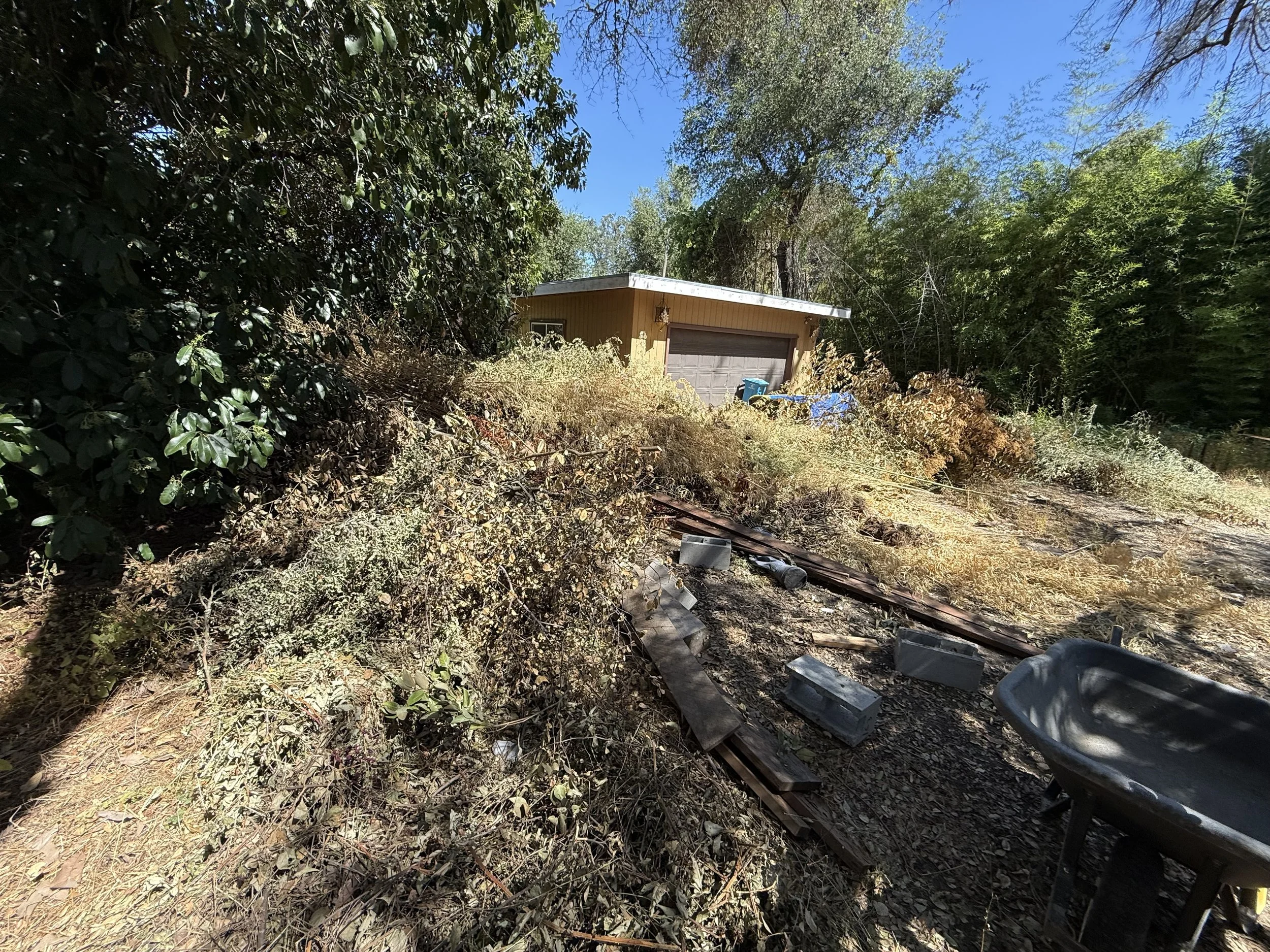 A house surrounded by dense trees and bushes with a clear blue sky overhead.