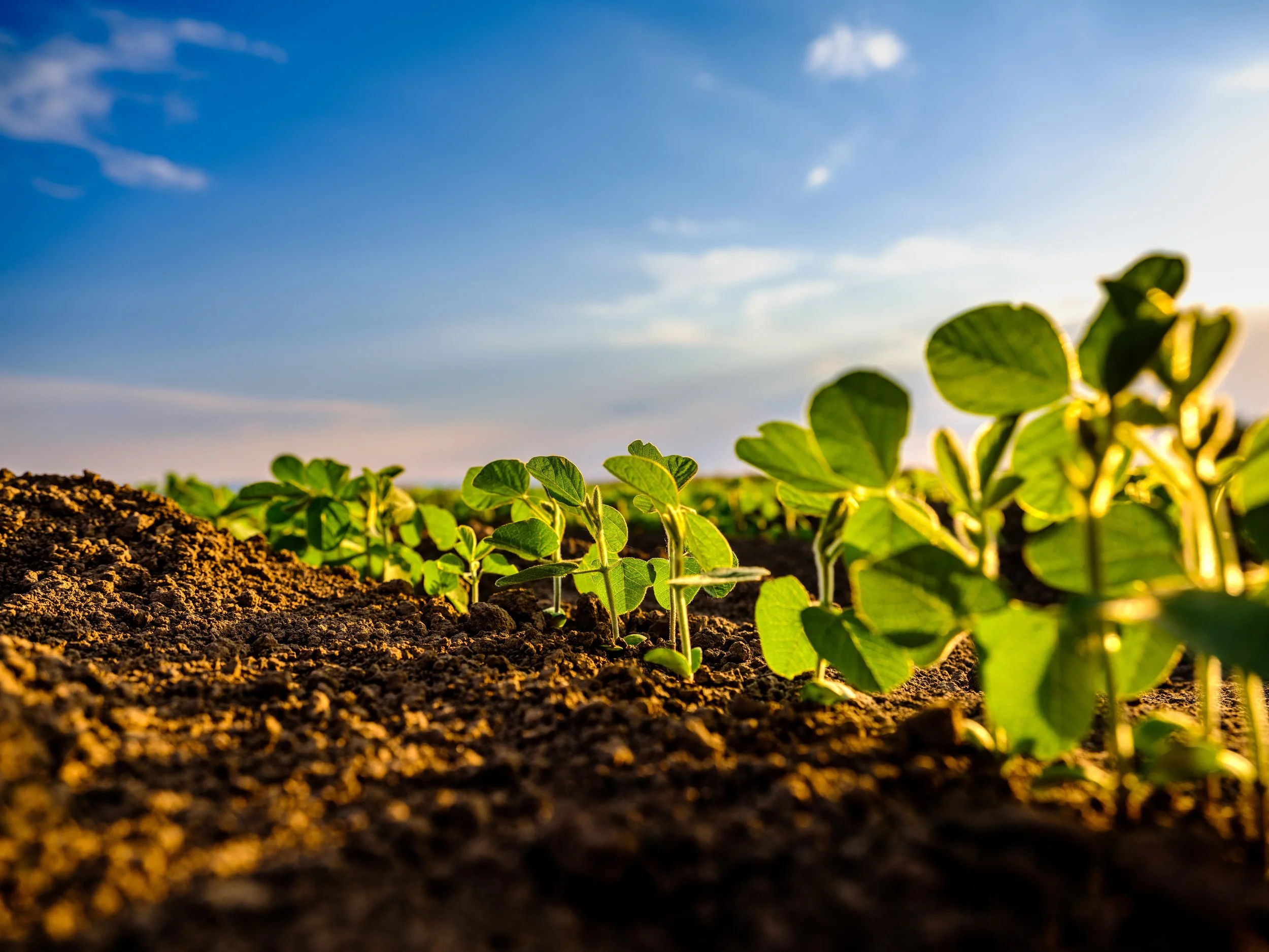 Close-up view of young green plant seedlings growing in dark, moist soil under a blue sky with scattered clouds.