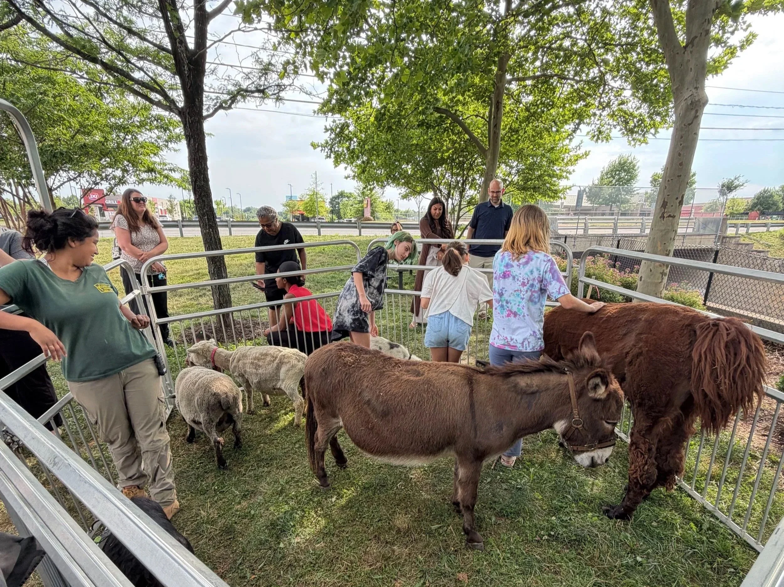 A group of people at an outdoor petting zoo with a fenced area of cows and sheep, and trees overhead.