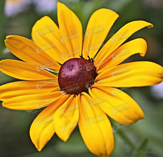 249-SKU-yellow-is-the-color.jpg.jpeg