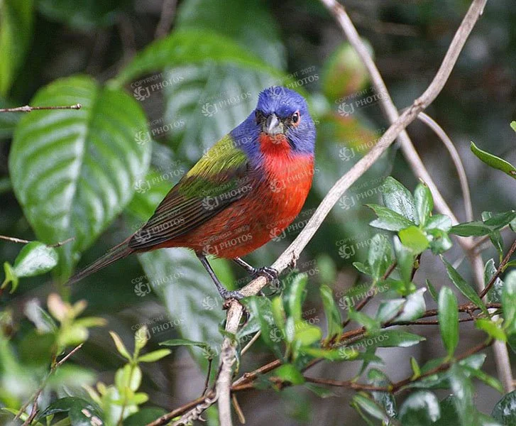 SKU 061 Male painted bunting