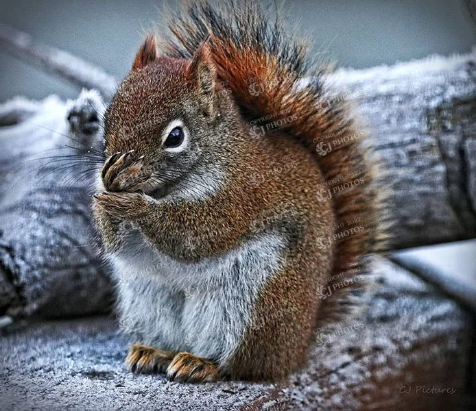SKU 075 Red squirrel