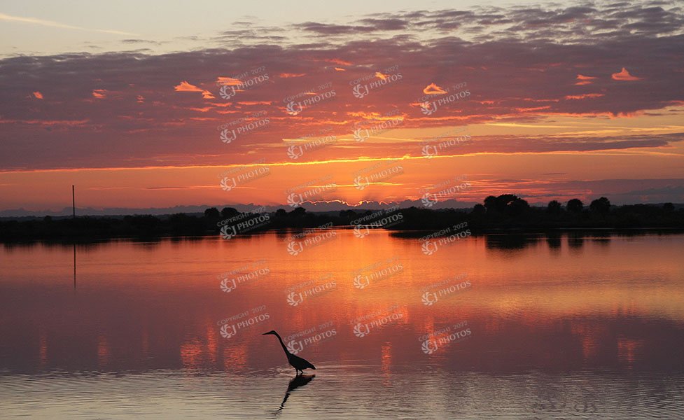 SKU 225 Sunset and the bird