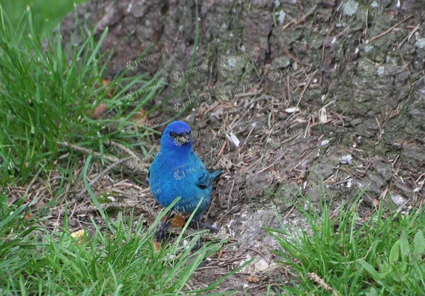 SKU 045 Indigo male bunting