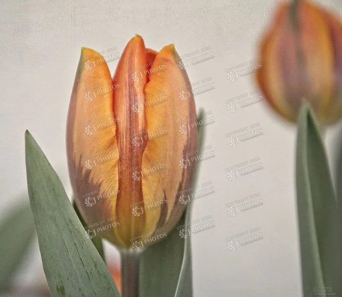 SKU 201 Orange tulips