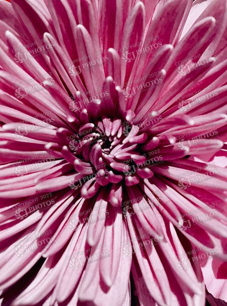 SKU 170 In a flower shop