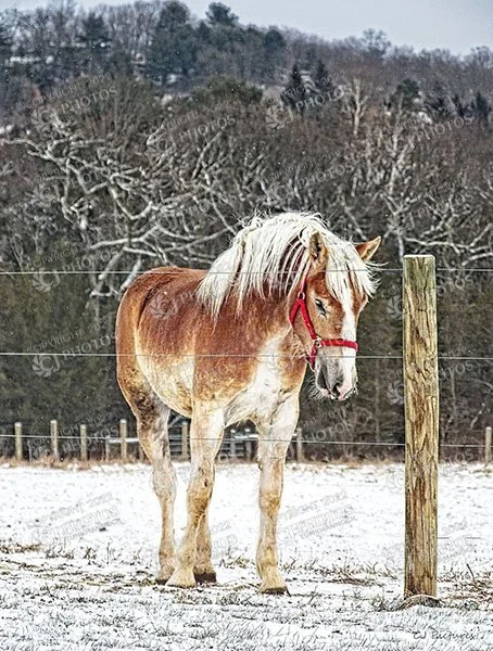 SKU 010 Belgian horse