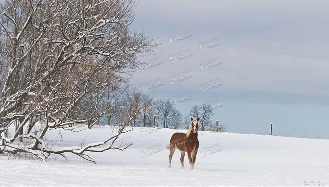 SKU 029 Enjoying the snow