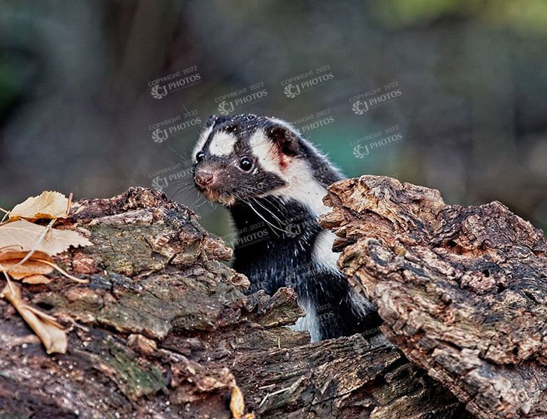 SKU 085 Spotted skunk