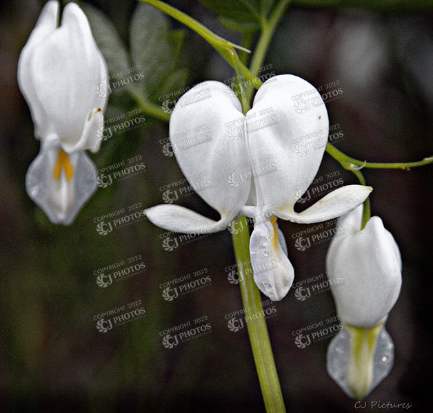 SKU 243 White bleeding hearts