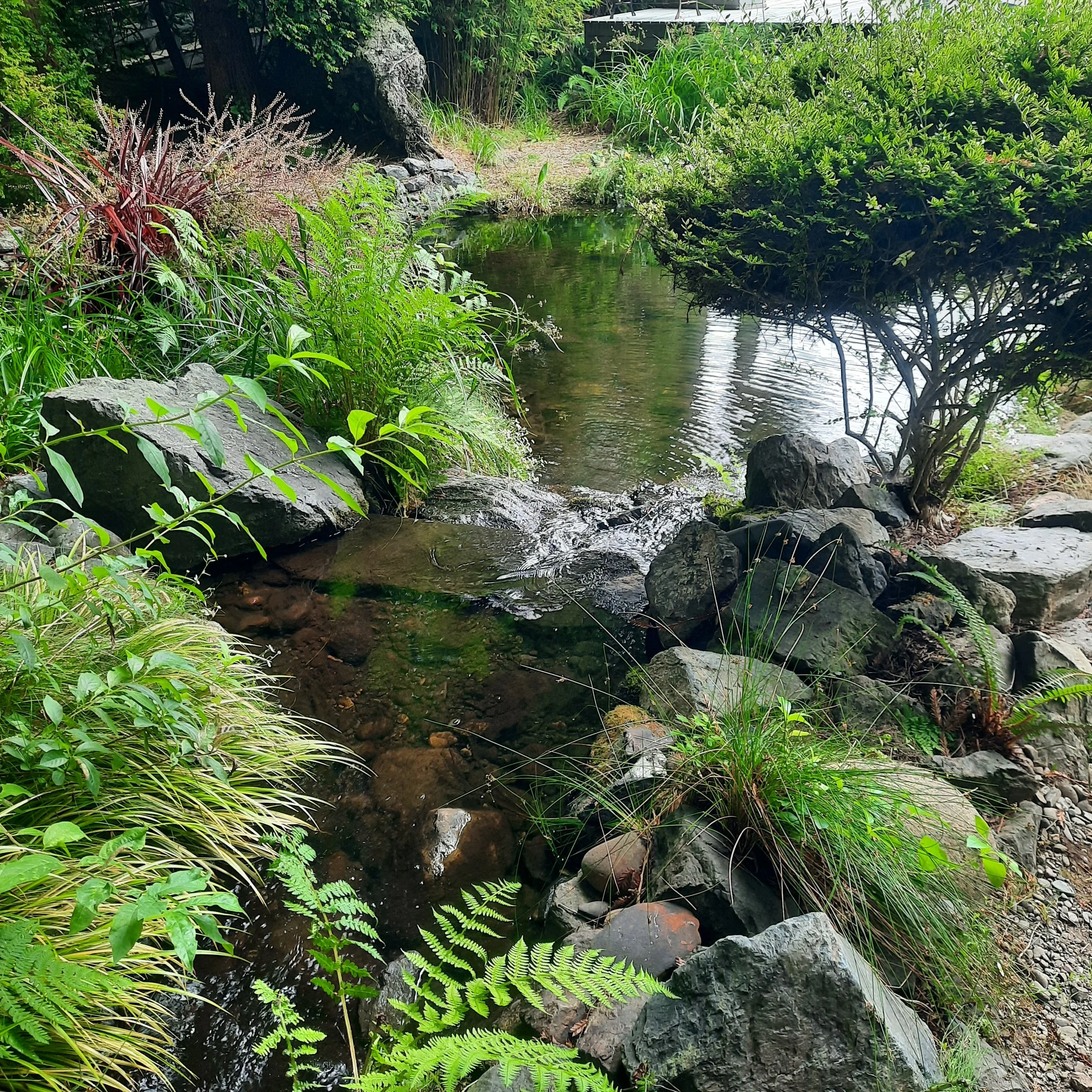 A small, natural stream flowing through lush green foliage, rocks, and plants along the banks.