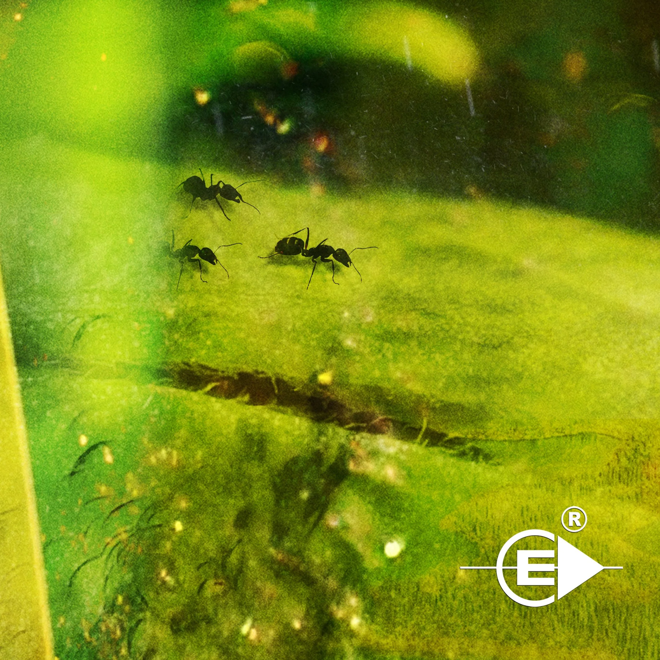 earth-report-lp1.jpg