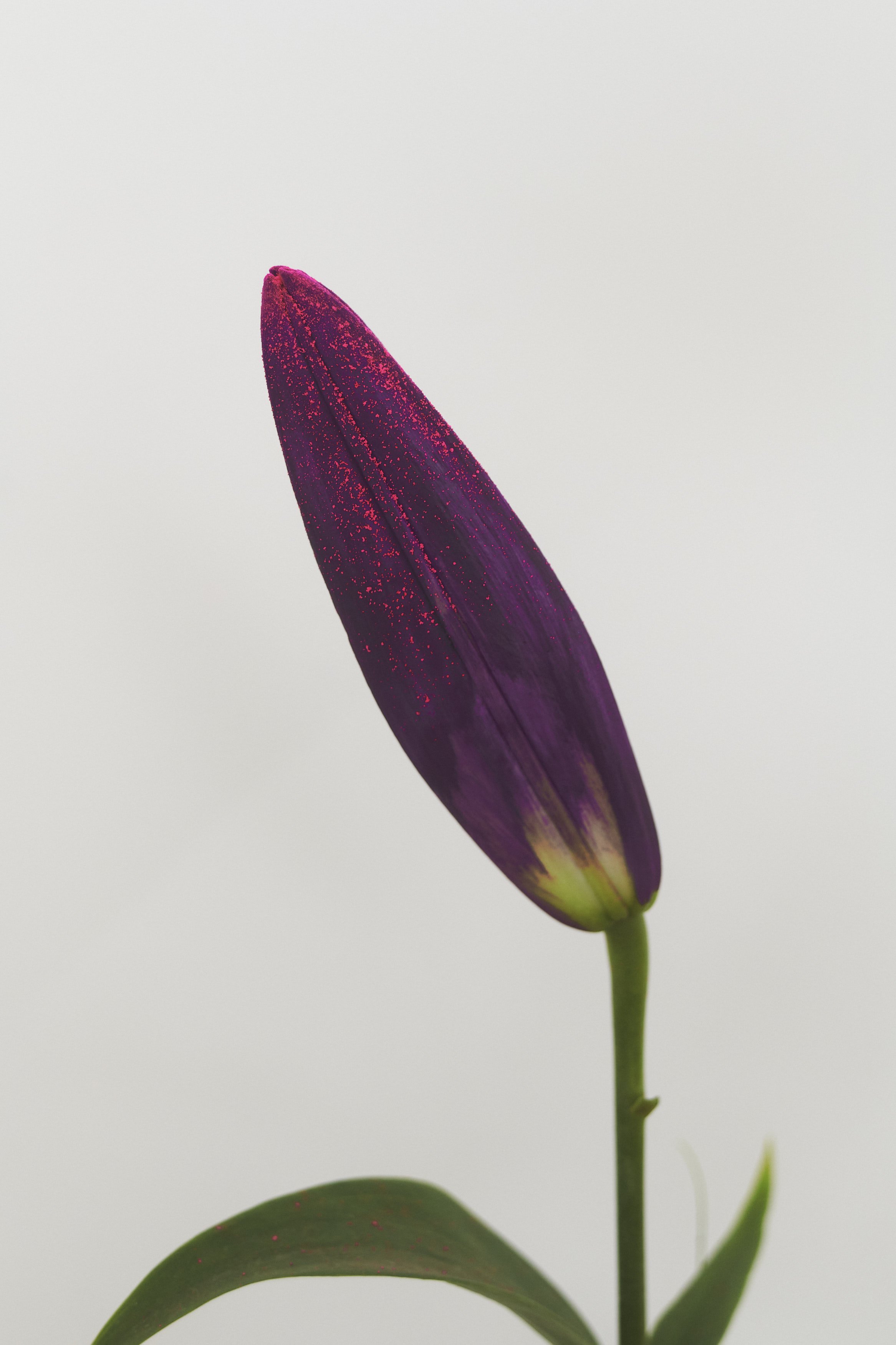 EditFlores67283.jpg
