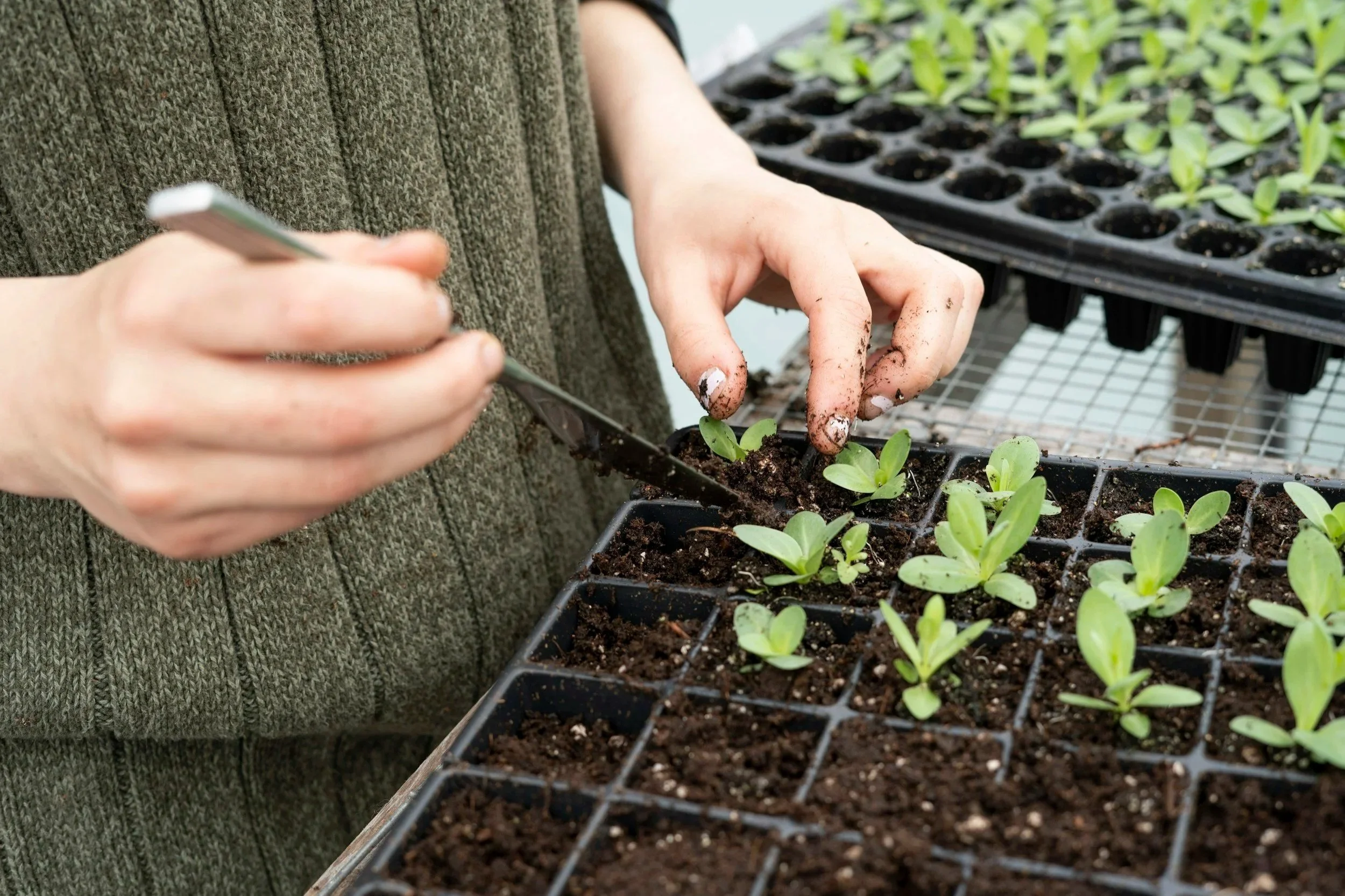 Cristina Nicole planting flower seedlings in a soil tray at her flower farm in Greece.