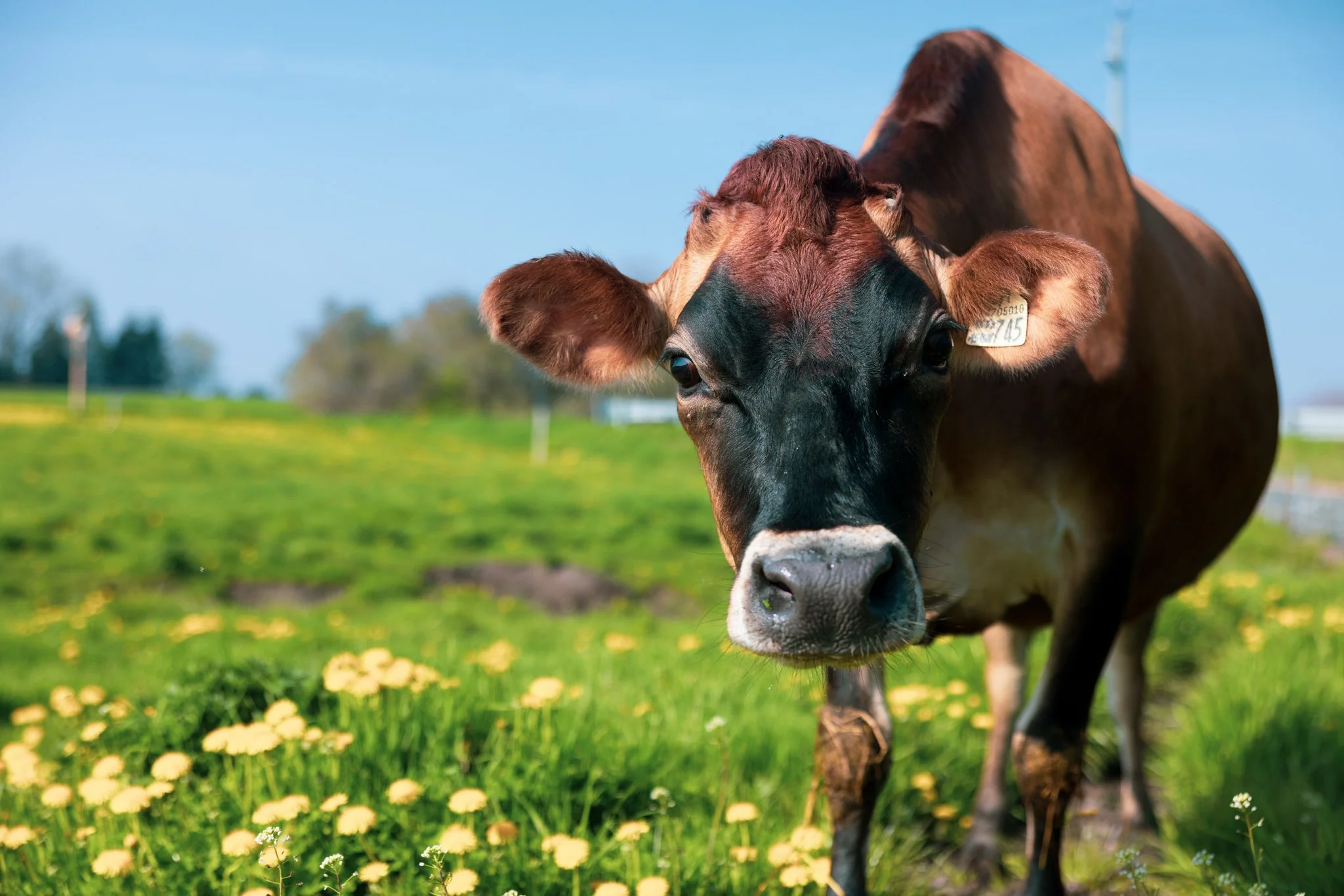 Close-up of a brown and white cow standing in a green field with yellow flowers, under a blue sky.