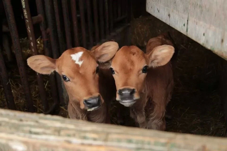 Jersey_Calves.JPG