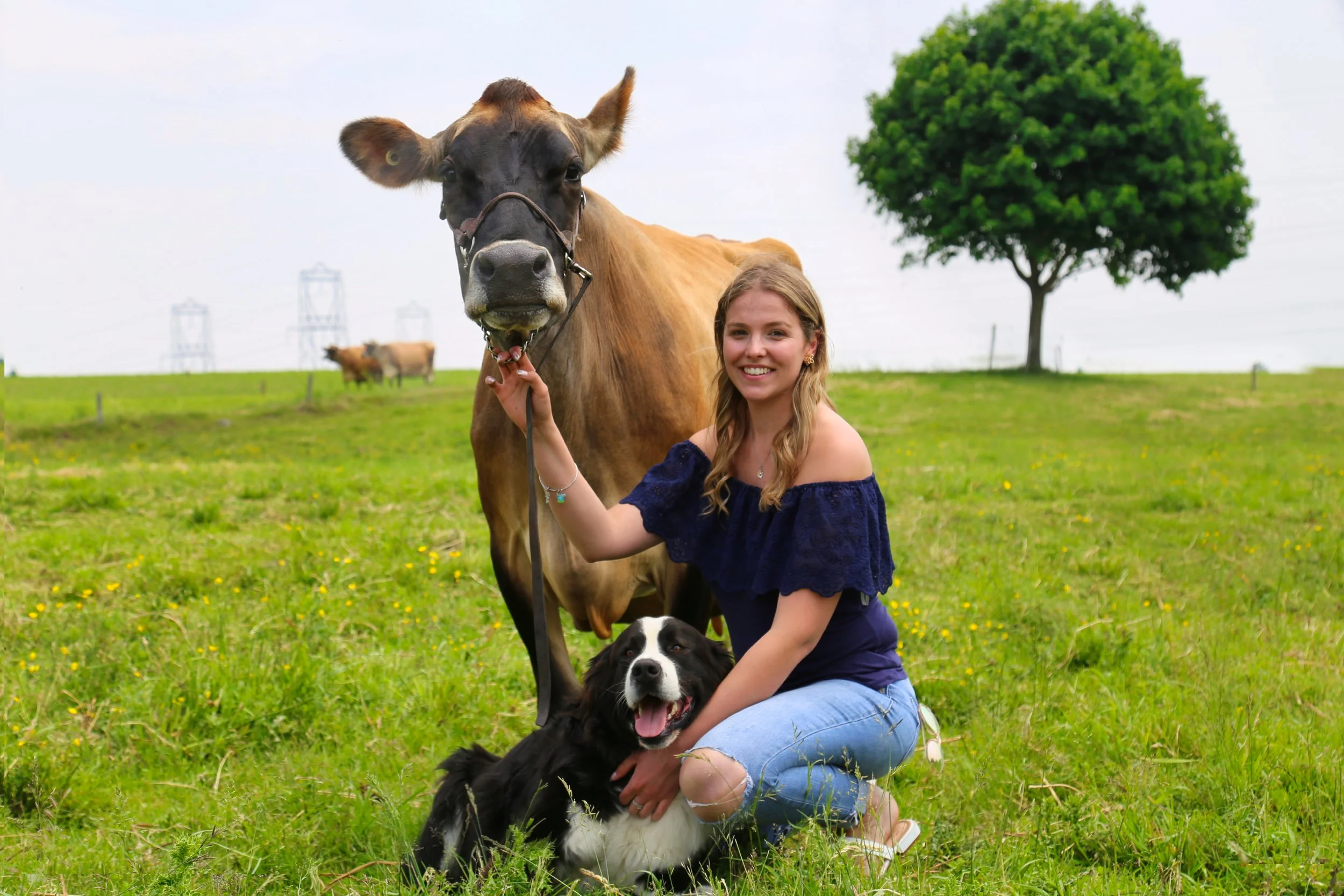 A young woman kneeling on grass outdoors, holding a black and white Border Collie dog, with a brown cow and a large green tree in the background.
