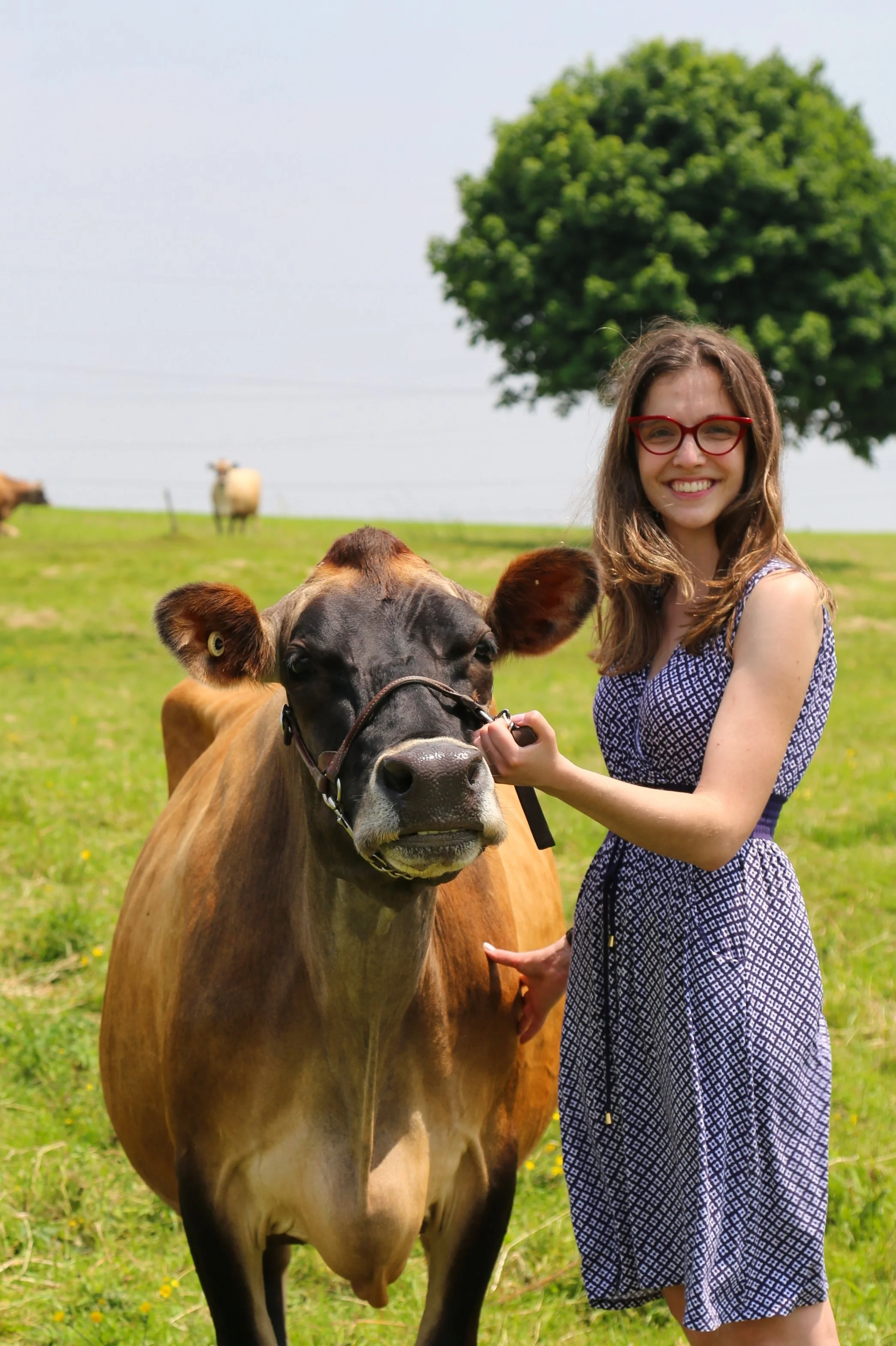 A young woman with curly hair, red glasses, and a checkered blue dress standing beside a brown cow in a green field with a tree and other cows in the background.