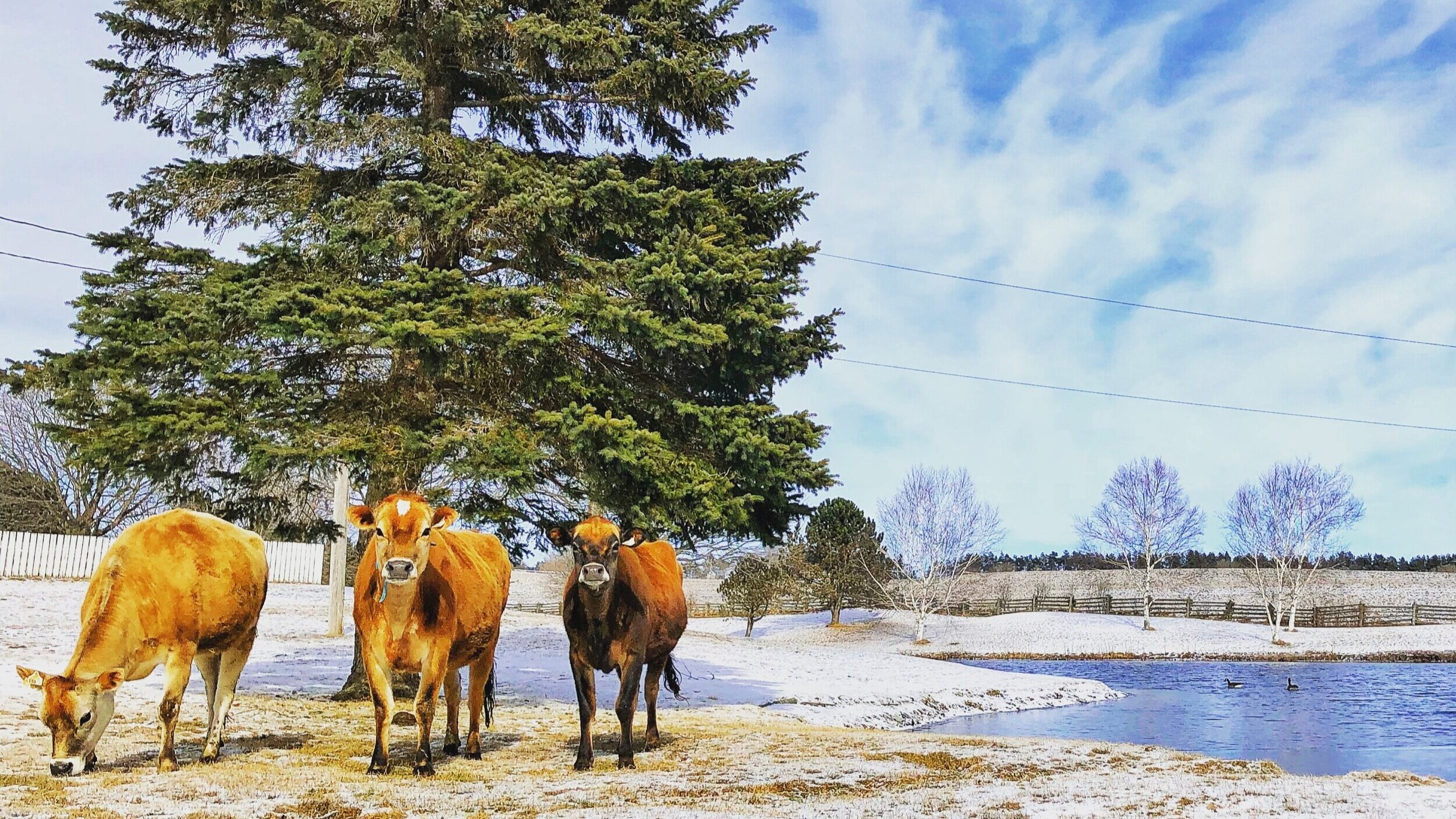 Several cows standing on snow-covered ground near a large green pine tree under a partly cloudy sky, with trees and a fence in the background.