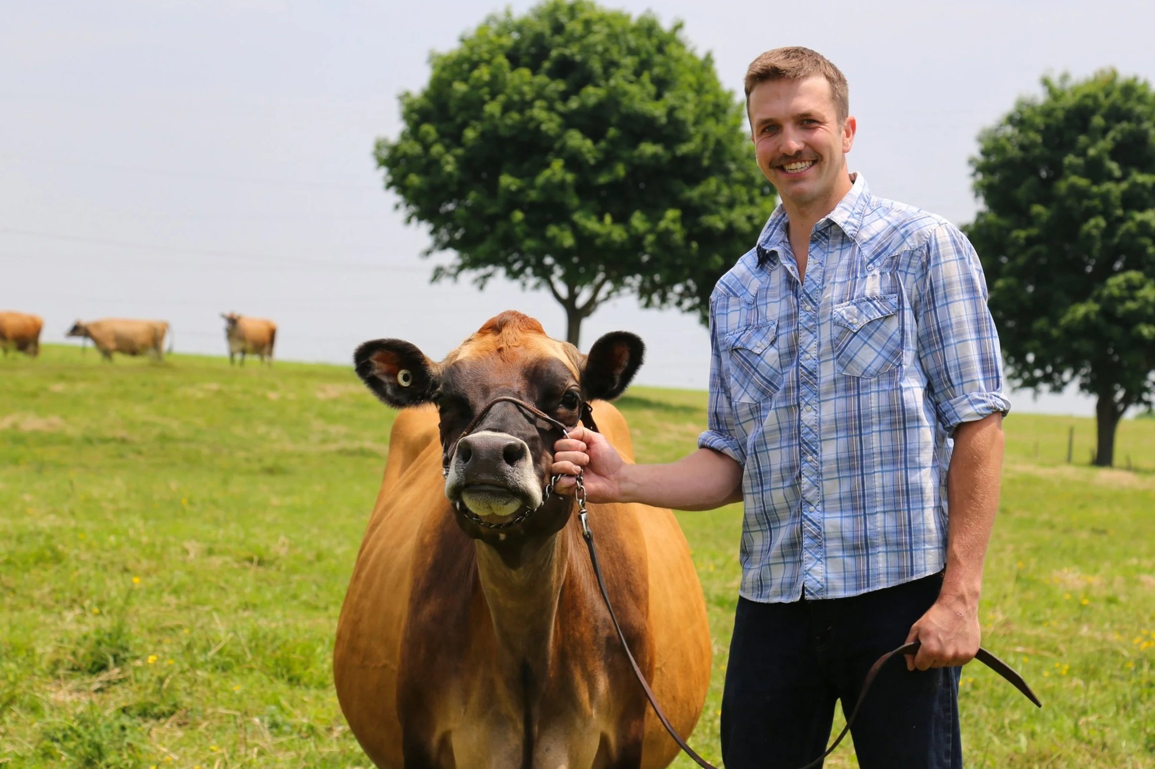 Daniel Sargent wearing a blue plaid shirt, standing outside on a grassy field with a brown and black cow with a rope halter, and a large tree in the background, along with several other cows grazing in the distance.