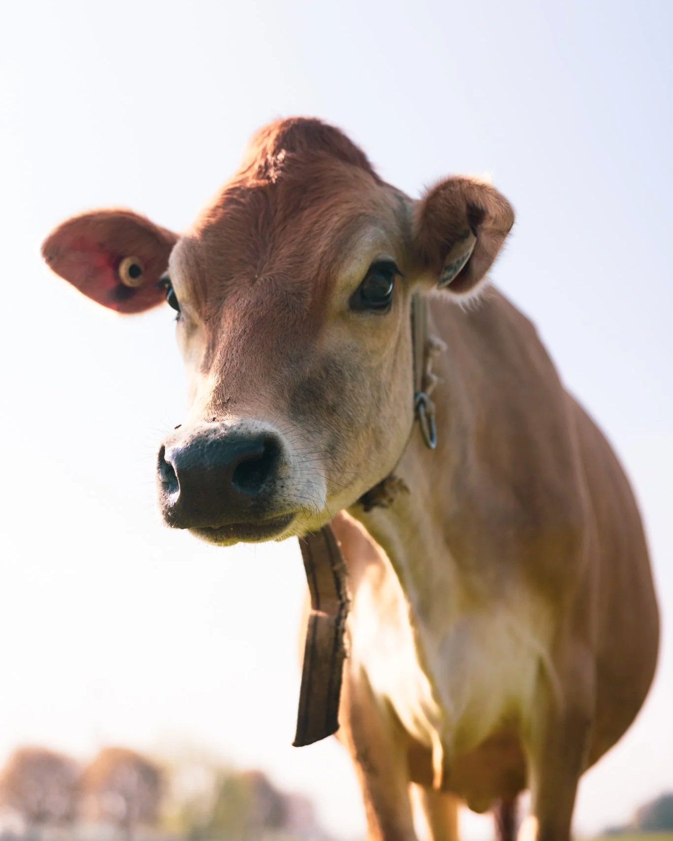 Close-up of a brown and white cow looking directly at the camera, with a clear blue sky in the background.