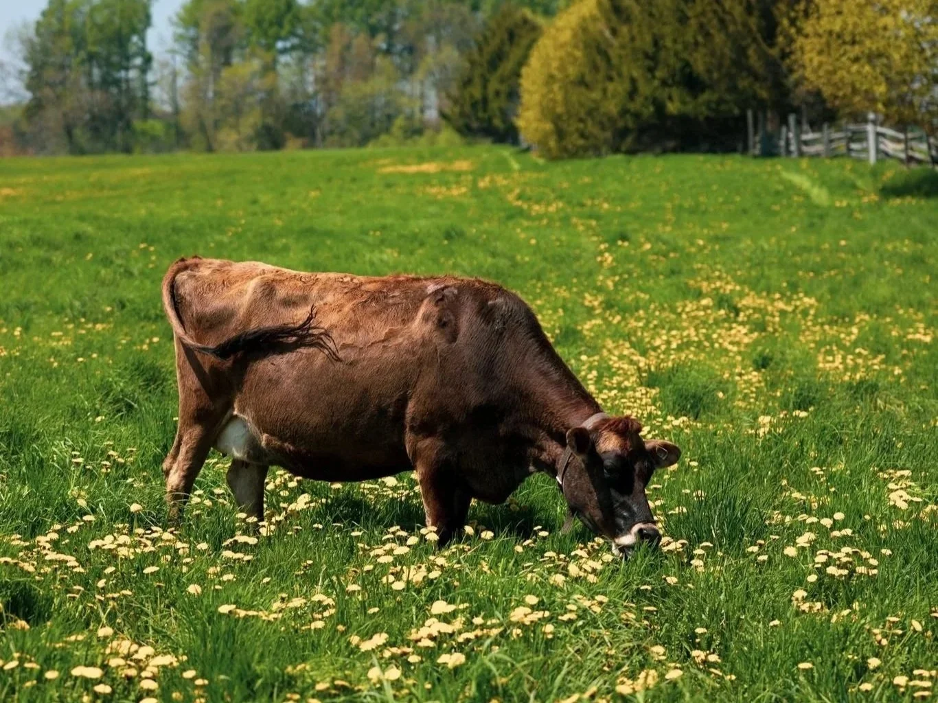 A brown cow grazing on a green field dotted with small yellow flowers, with trees in the background under a clear sky.