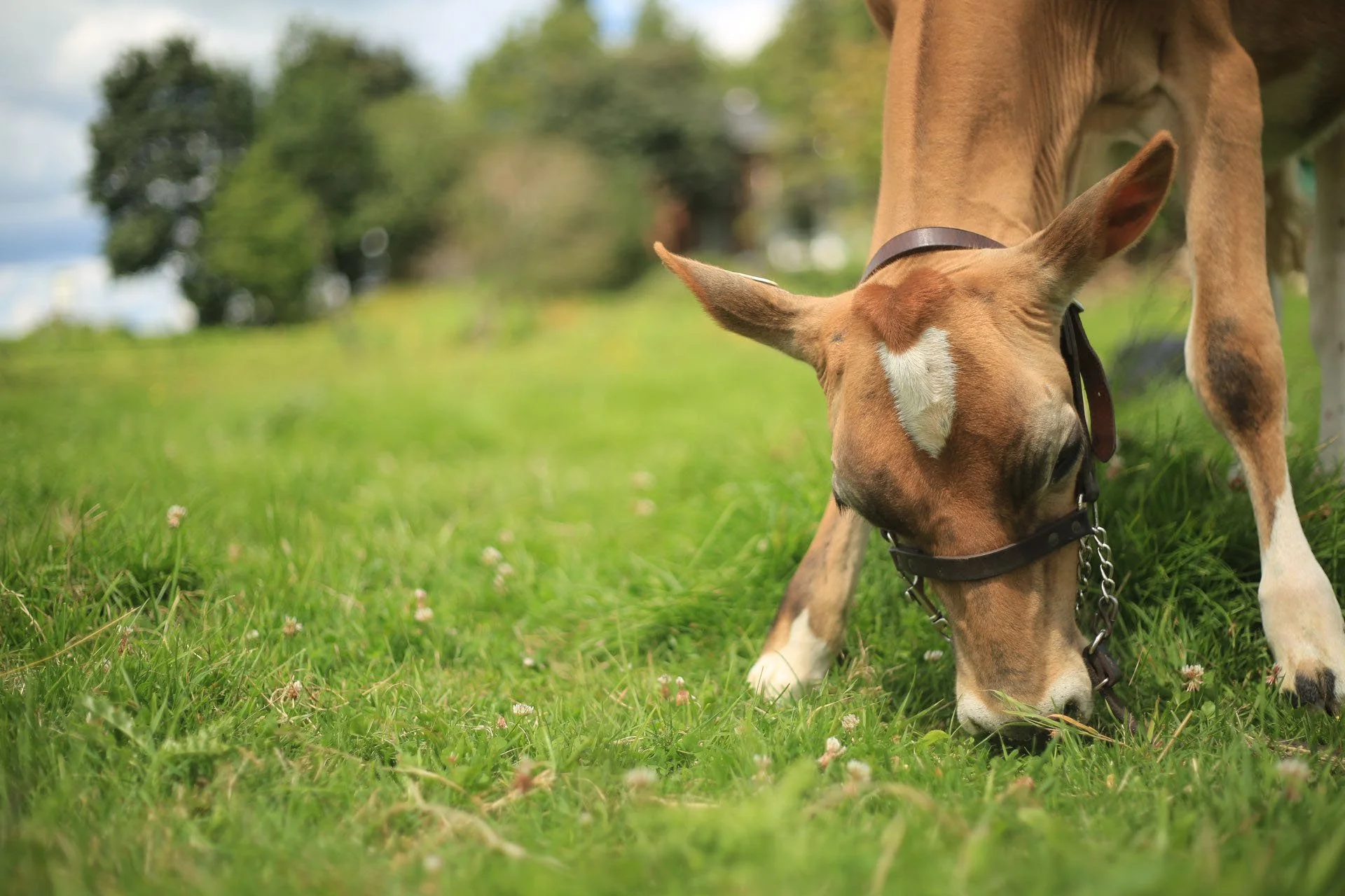 A young brown horse with a white mark on its face grazing on green grass in a field, with trees in the background.