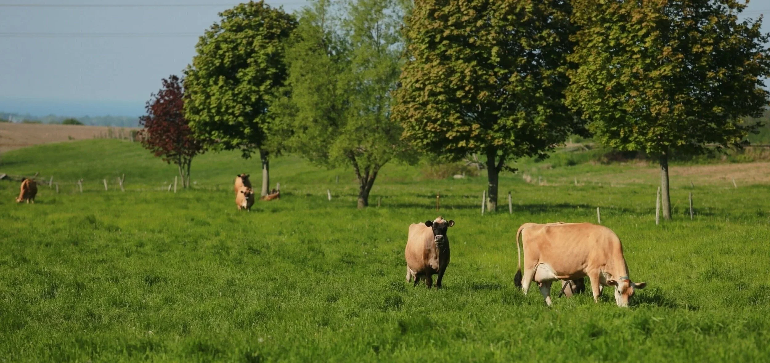 Cows grazing on a grassy field with trees in the background.
