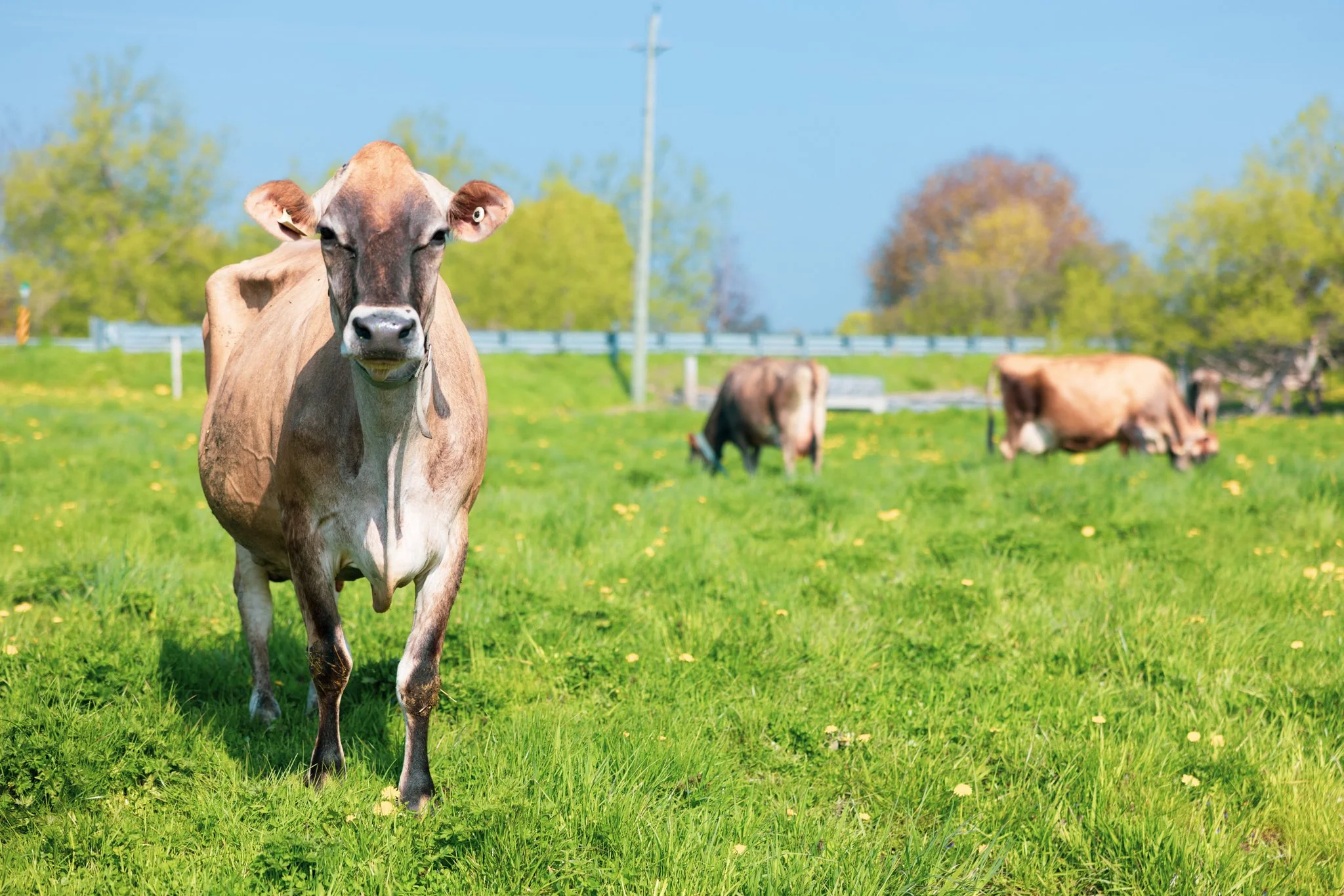 A brown cow standing in a green field with other cows grazing in the background, trees, a fence, and a clear blue sky.