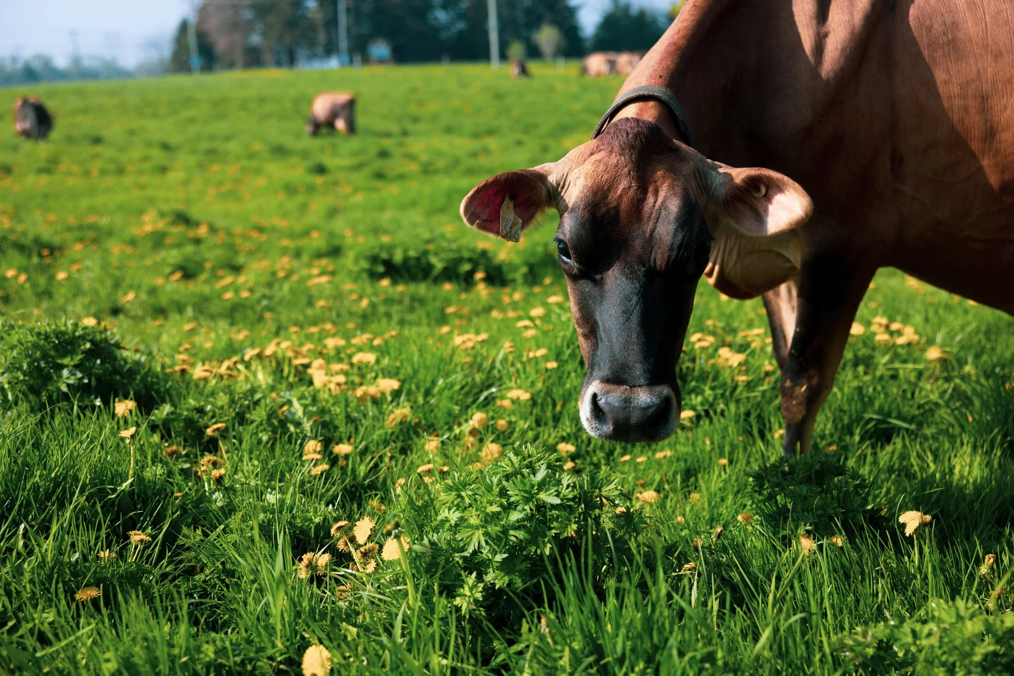 Close-up of a brown cow with a black collar grazing on green grass in a field, with other cows in the background.