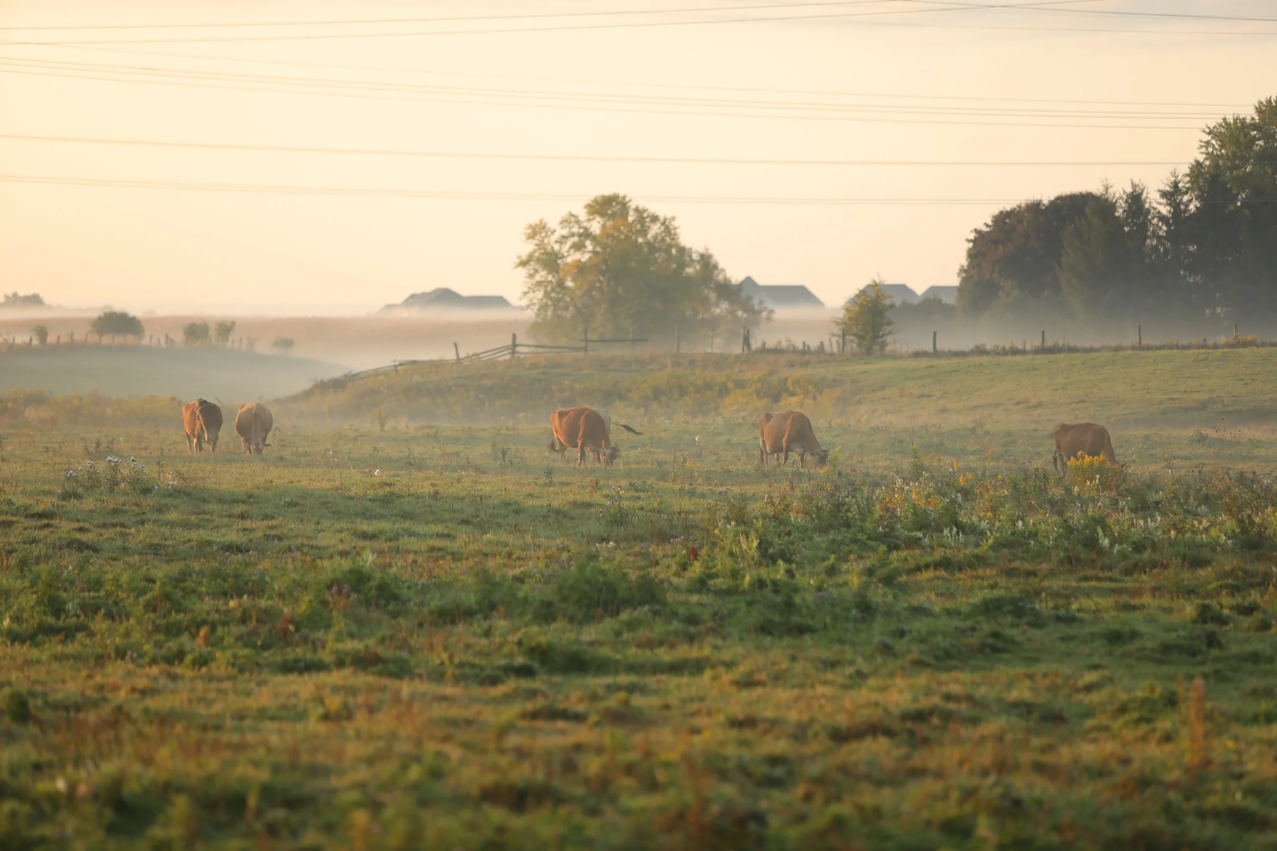 Grazing cows in a foggy rural landscape at sunrise or sunset, with trees, power lines, and a few houses in the background.