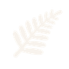 White outline of a fern leaf on a transparent background