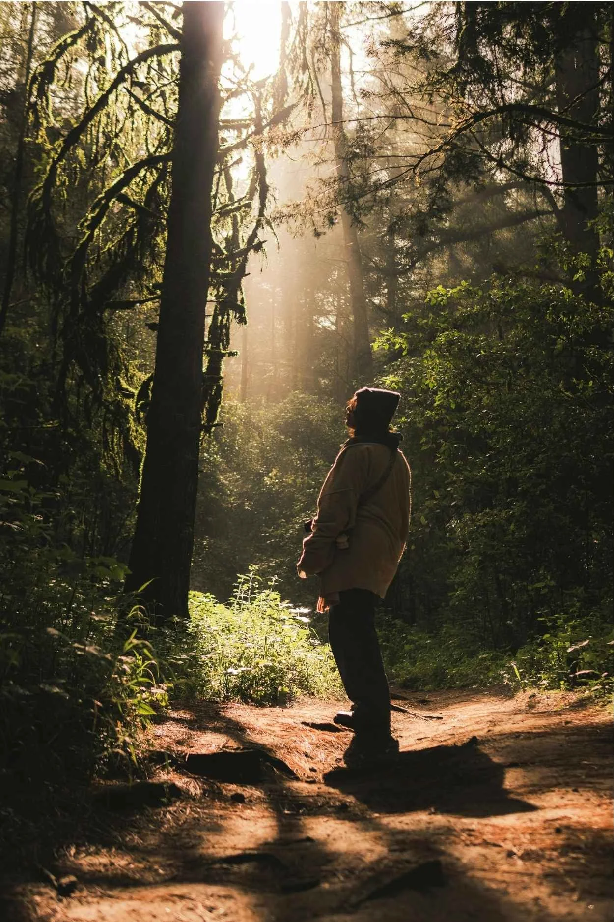 A person stands on a dirt path surrounded by dense forest trees, with sunlight filtering through the branches.