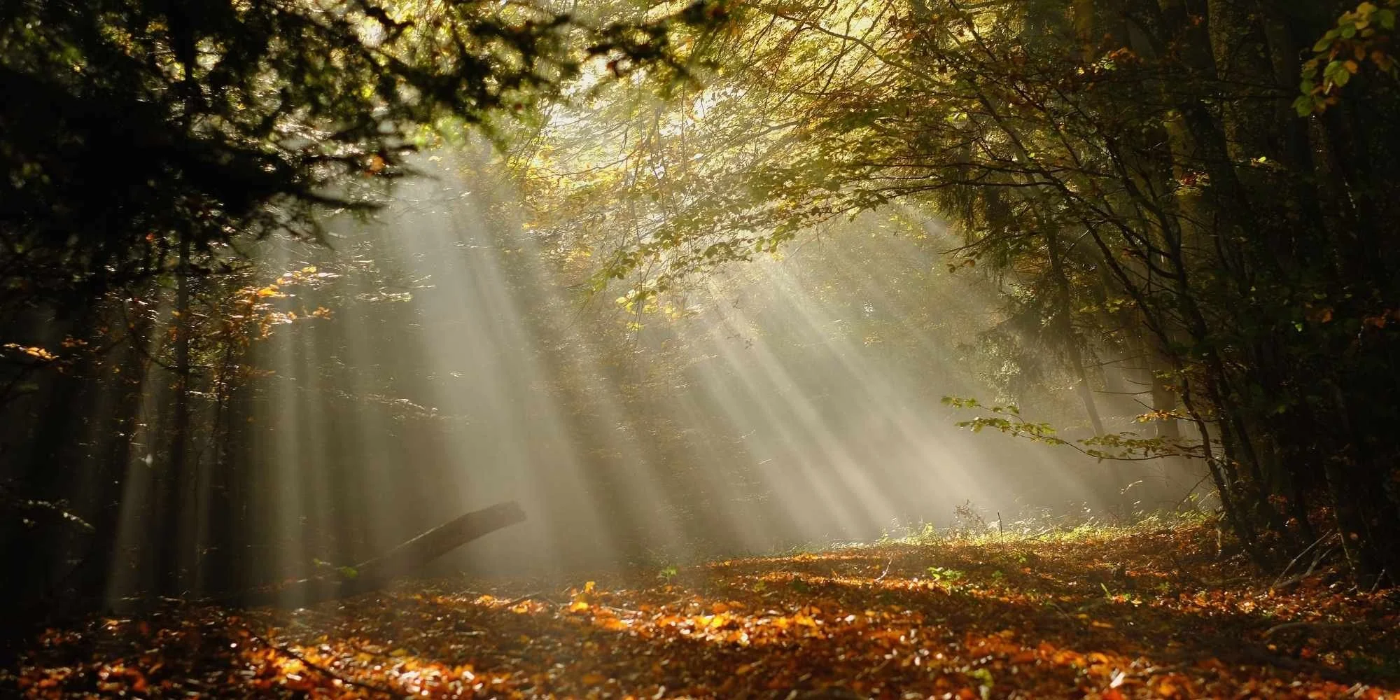 Sunlight filtering through the trees in a forest, illuminating the fog and fallen leaves on the ground.