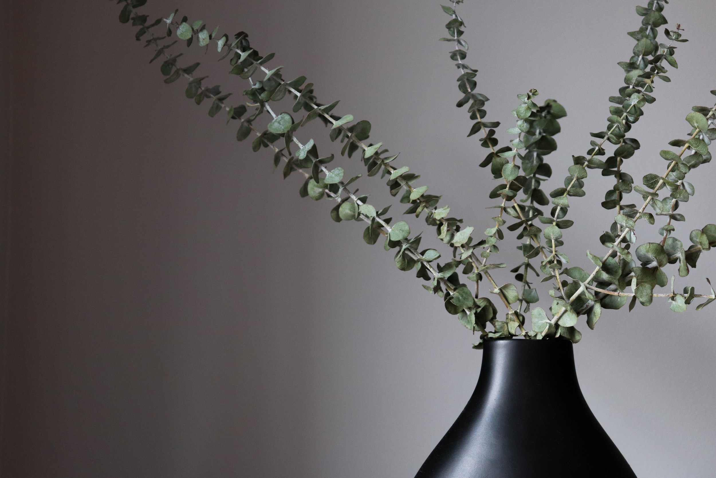 Eucalyptus branches in a black vase on a gray background.