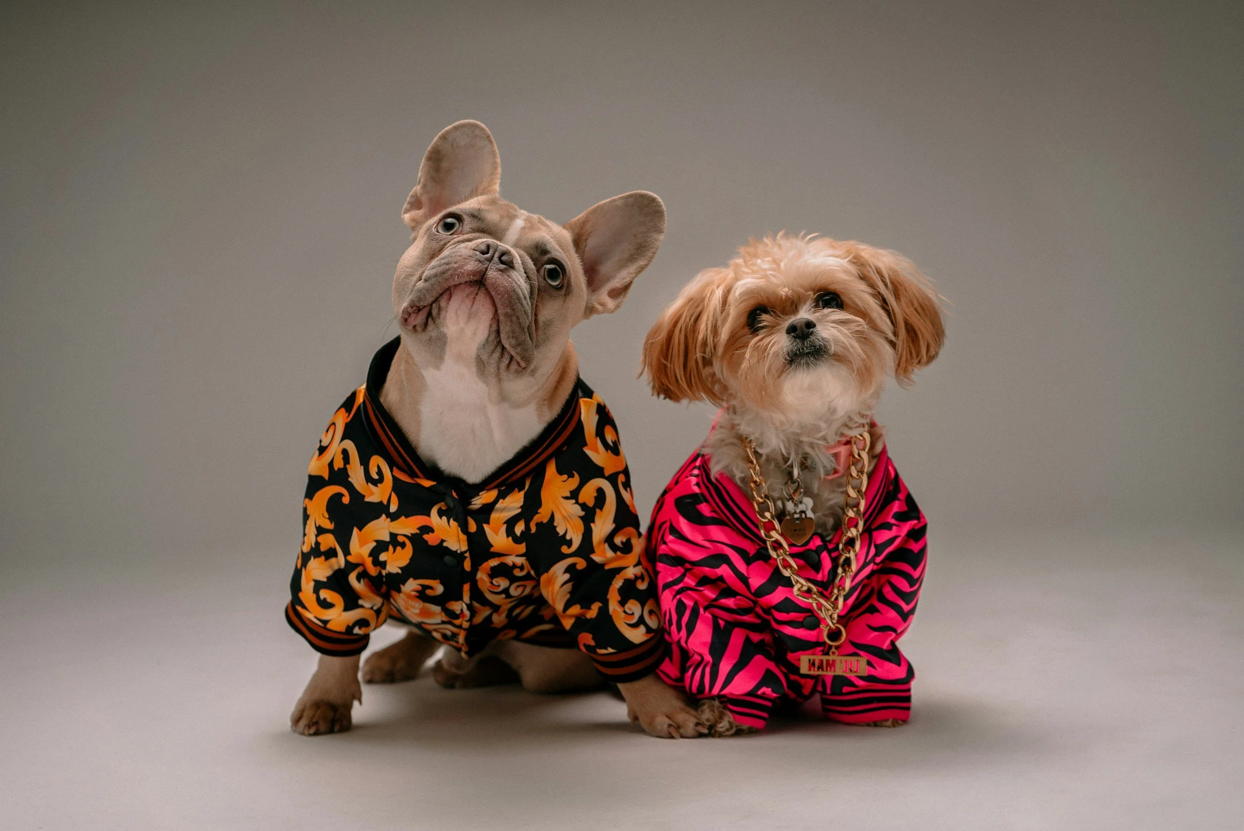 Two dogs dressed in Halloween costumes stand together against a plain background. The dog on the left, a French Bulldog, wears a black and orange patterned outfit with a Halloween theme. The dog on the right, a small, fluffy dog, wears a bright pink and black zebra print hoodie adorned with gold chains and a name tag.