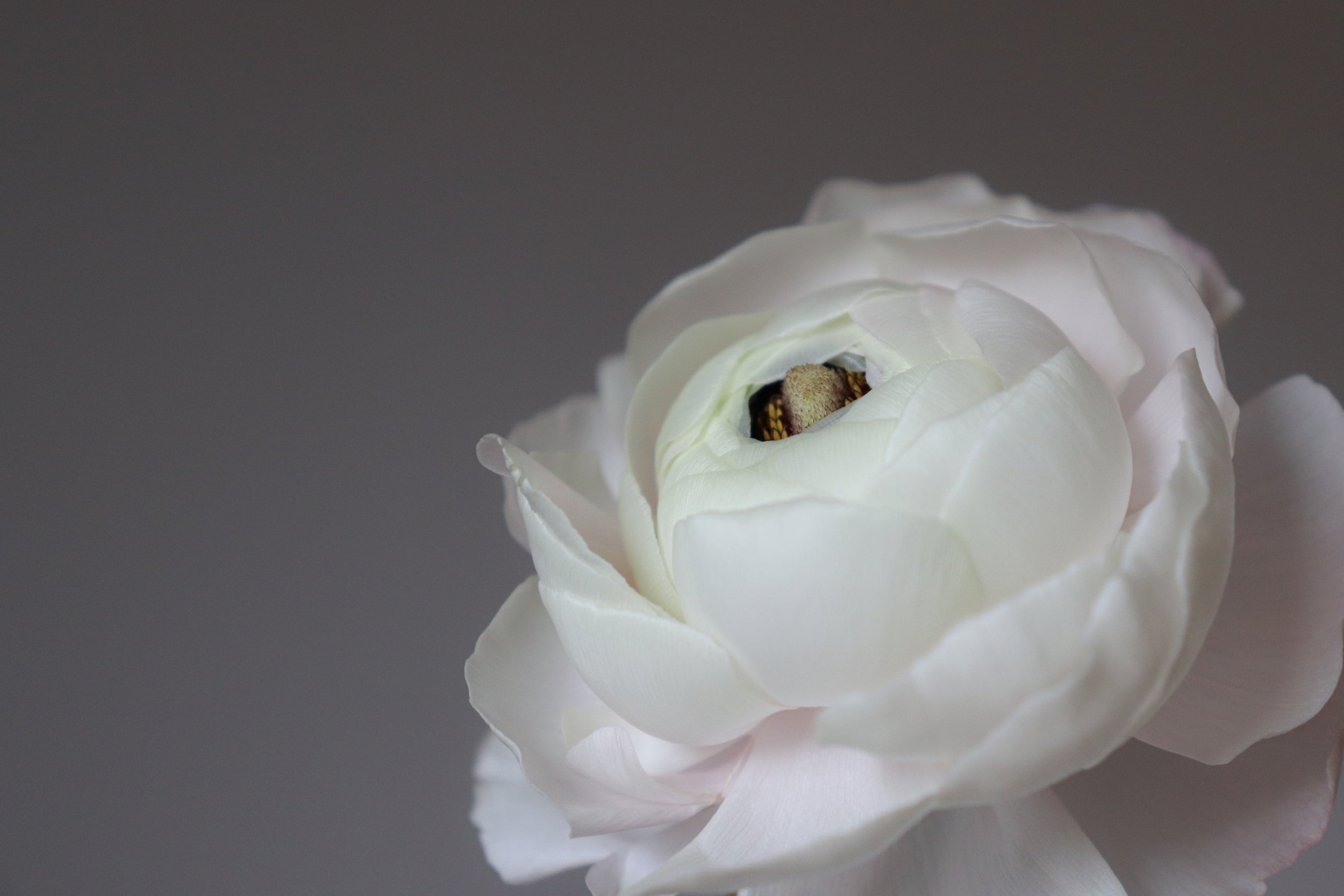 Close-up of a white flower  on a dark gray background.