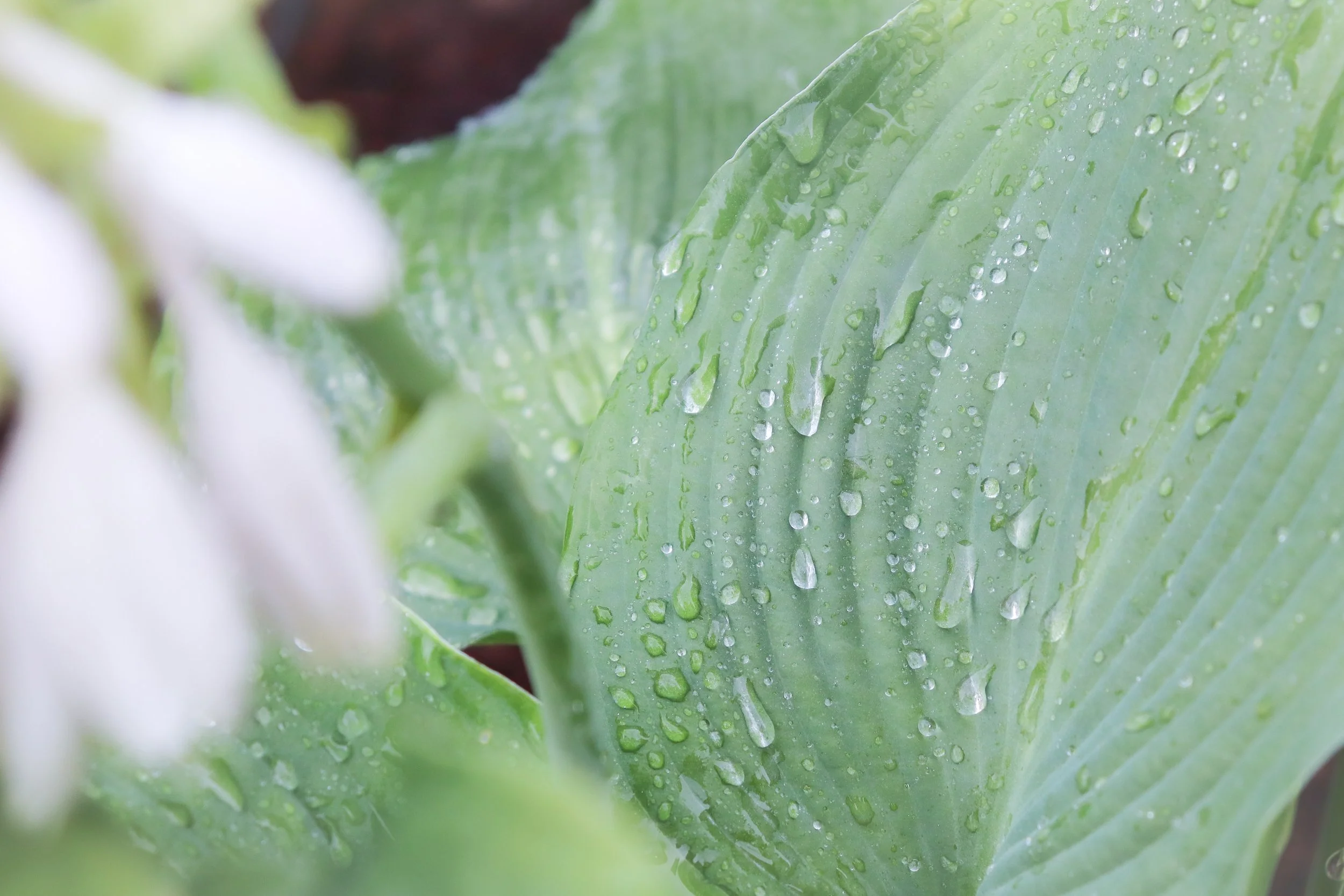 Close-up of a green leaf with water droplets on its surface.