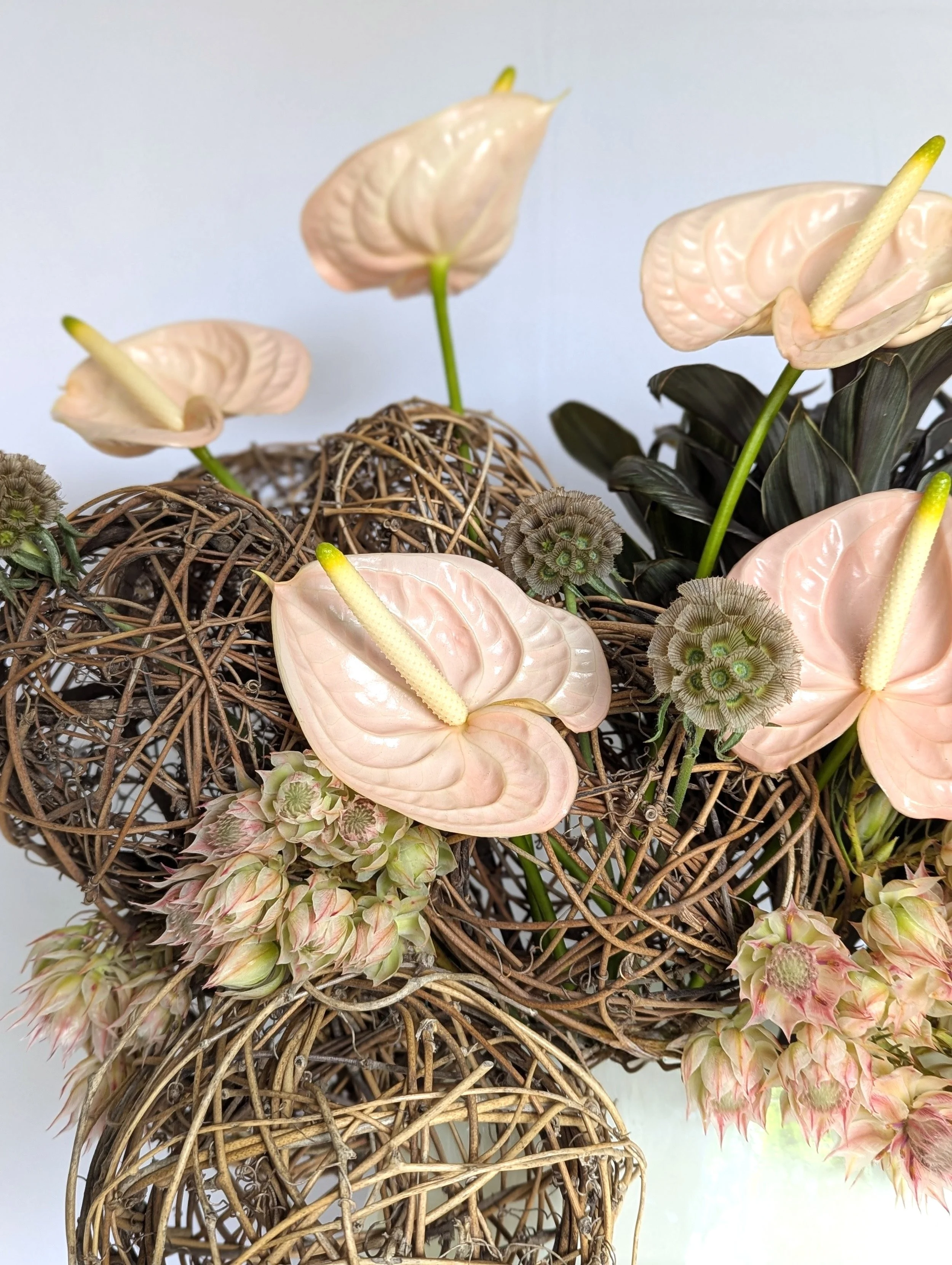 Flower arrangement featuring pink anthurium flowers, bridal protea, scabiosa pods, and decorative intertwined brown wicker balls.