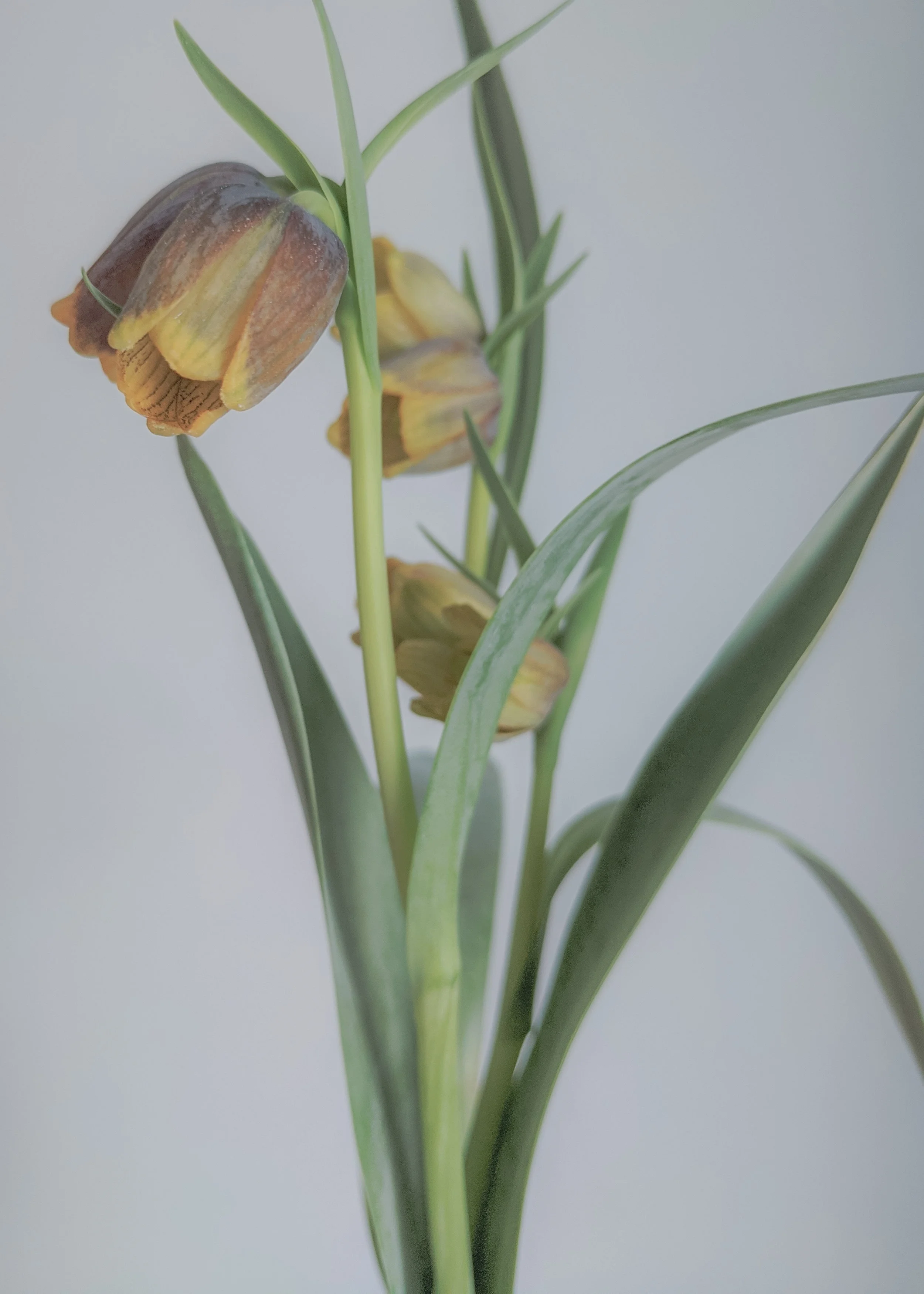 Close-up of a fritillaria against a neutral background.