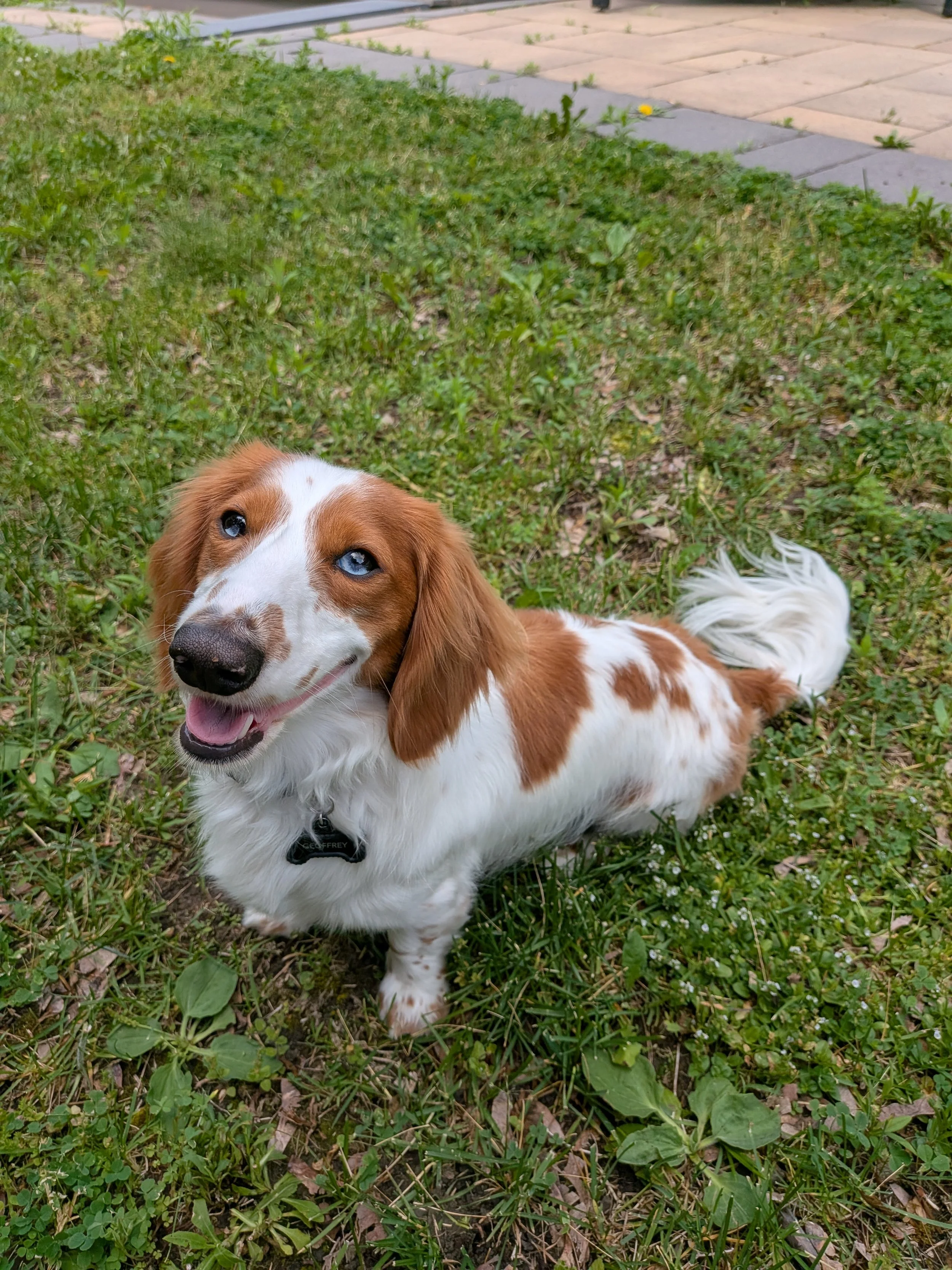 A happy young dog with white and brown fur and bright blue eyes is laying on grass and looking at the camera.