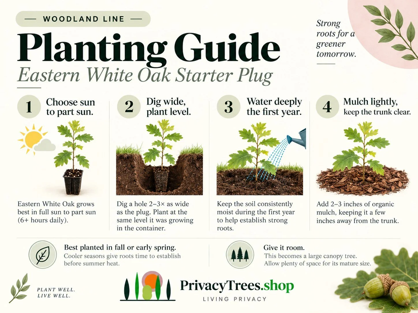 privacytrees_listing_white_oak_v10_PLANTING.jpg