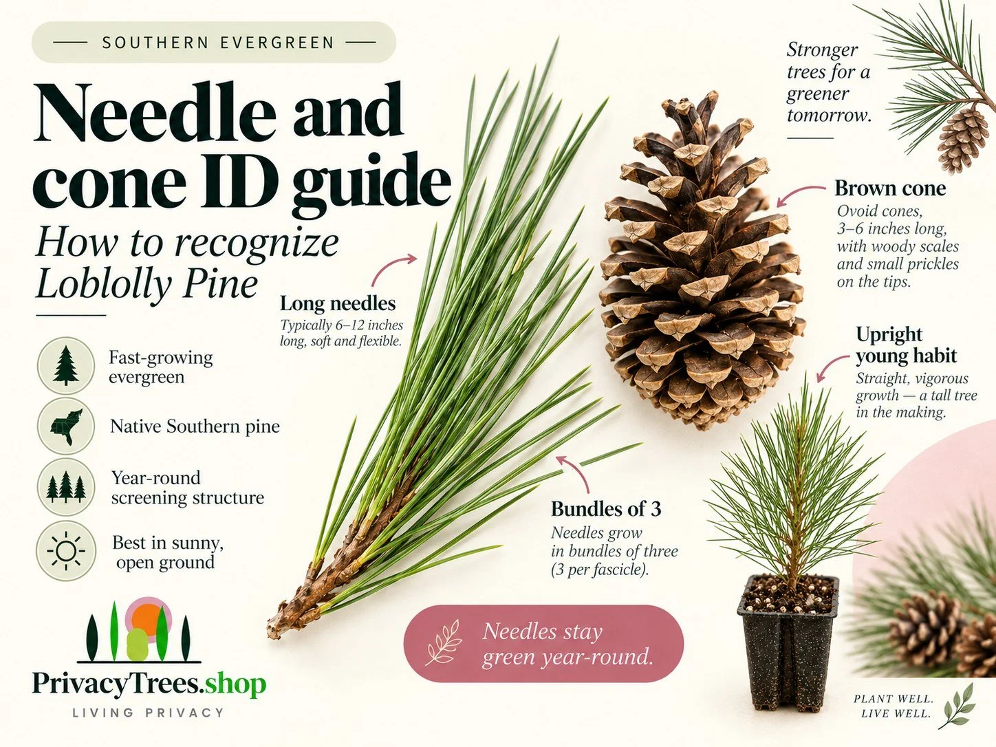 privacytrees_listing_loblolly_pine_v9_LEAF.jpg
