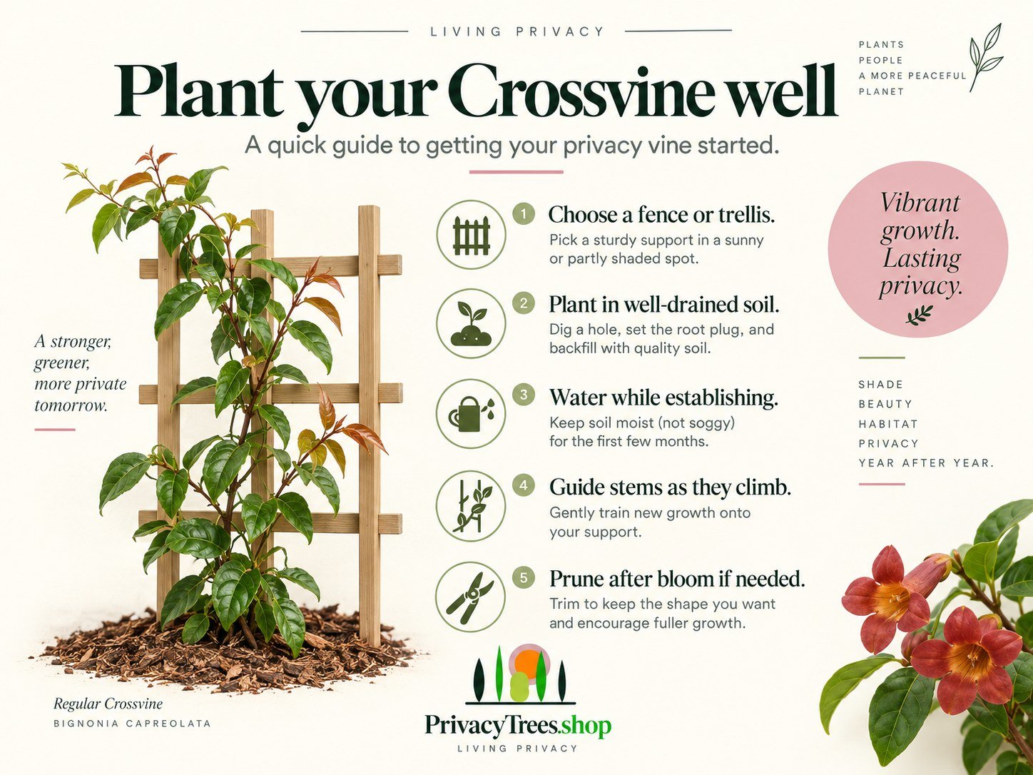 09_privacytrees_listing_crossvine_v9_PLANT.jpg