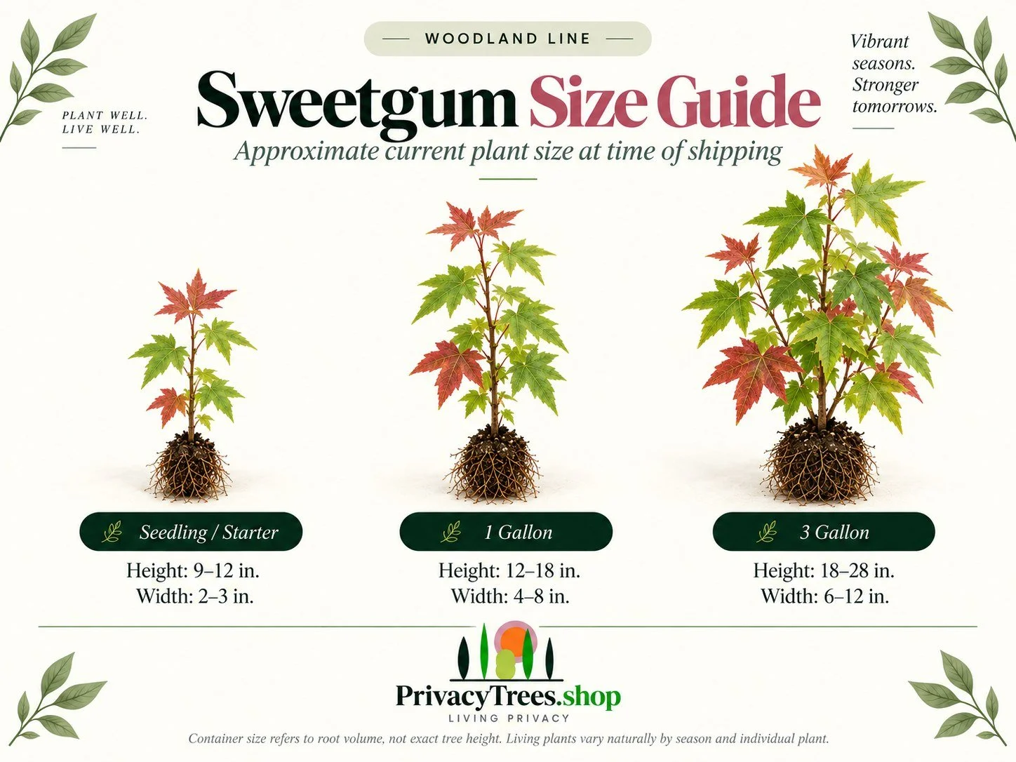 privacytrees_listing_sweetgum_v5_SIZE.jpg