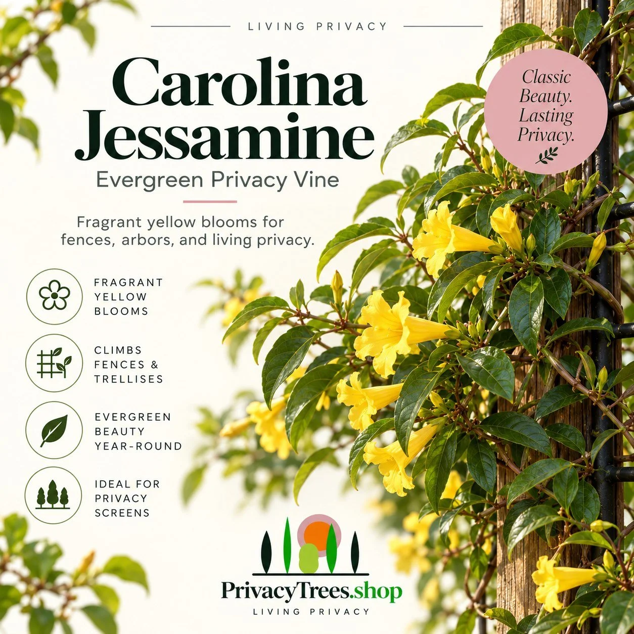 01_privacytrees_listing_carolina_jessamine_v1_COVER.jpg