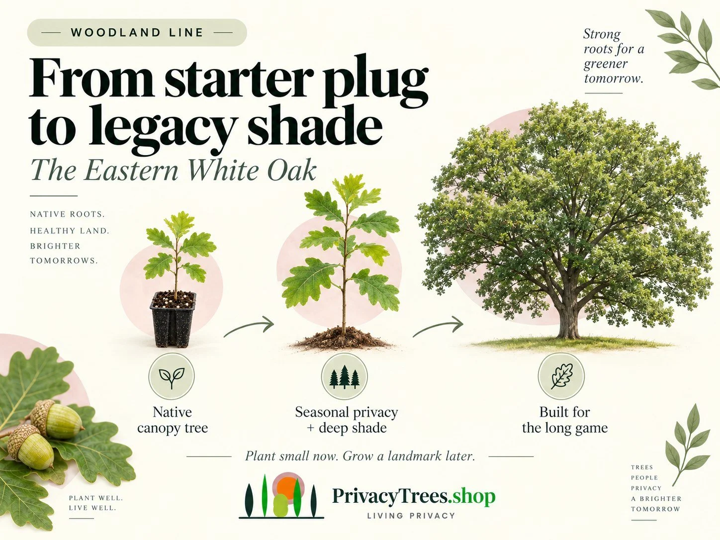privacytrees_listing_white_oak_v2_GROW.jpg