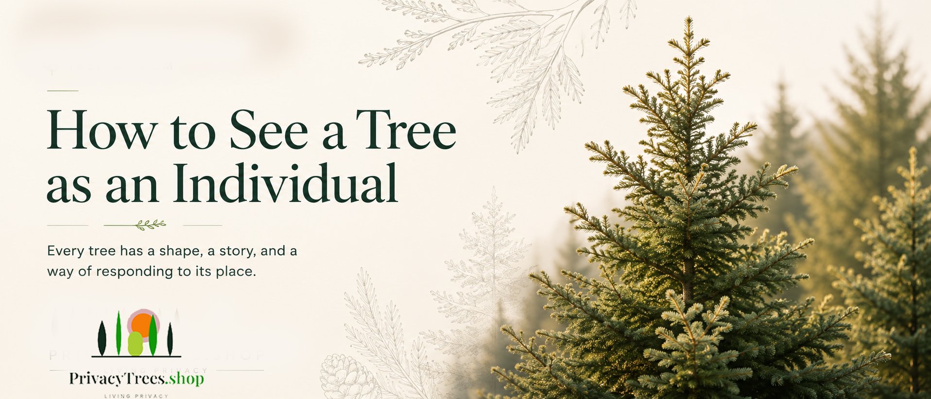 Getting to Know Your Trees: A Guide to Noticing Individuality
